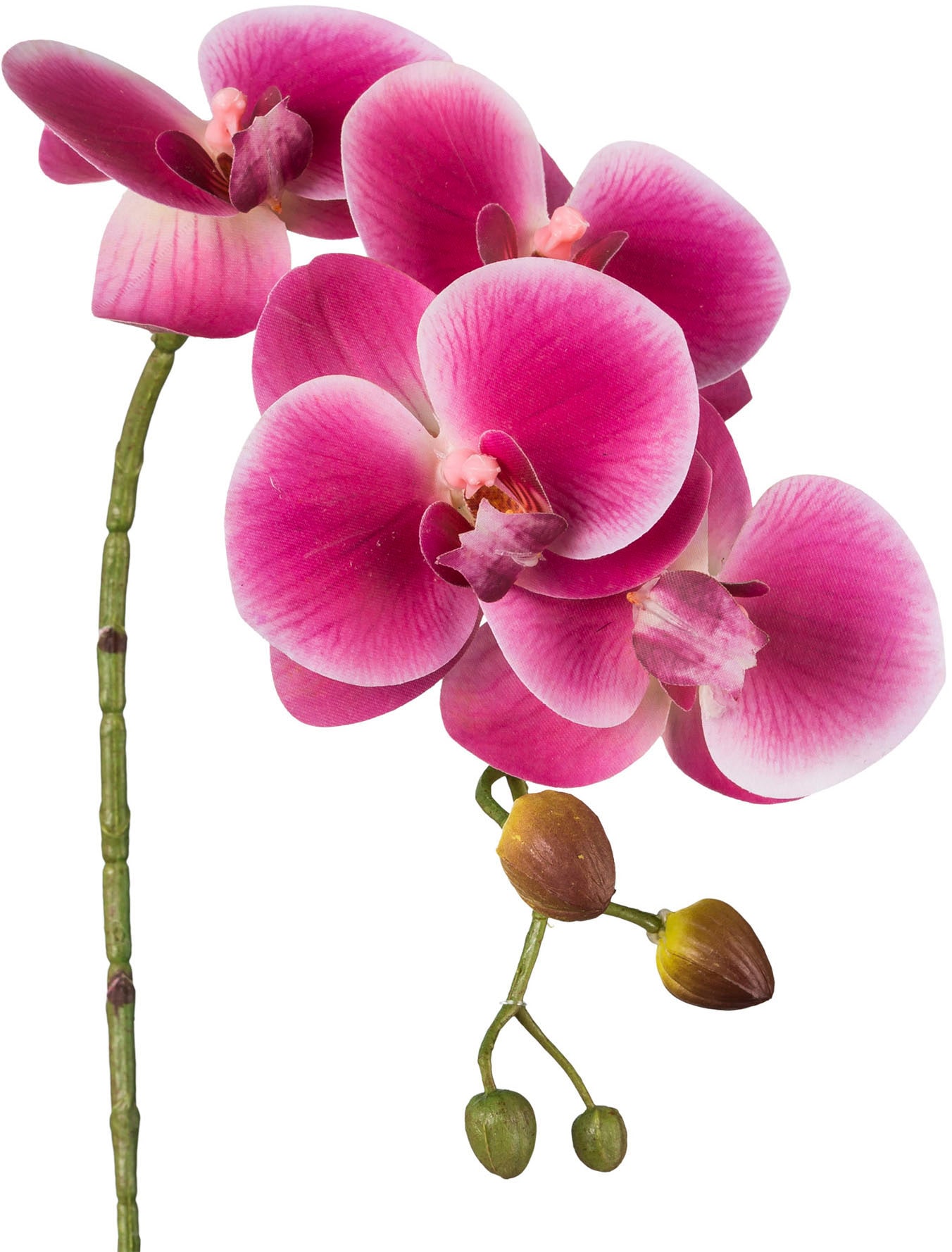 Creativ green Kunstblume »Phalaenopsis 3D-print«, mit Real-Touch-Blüten