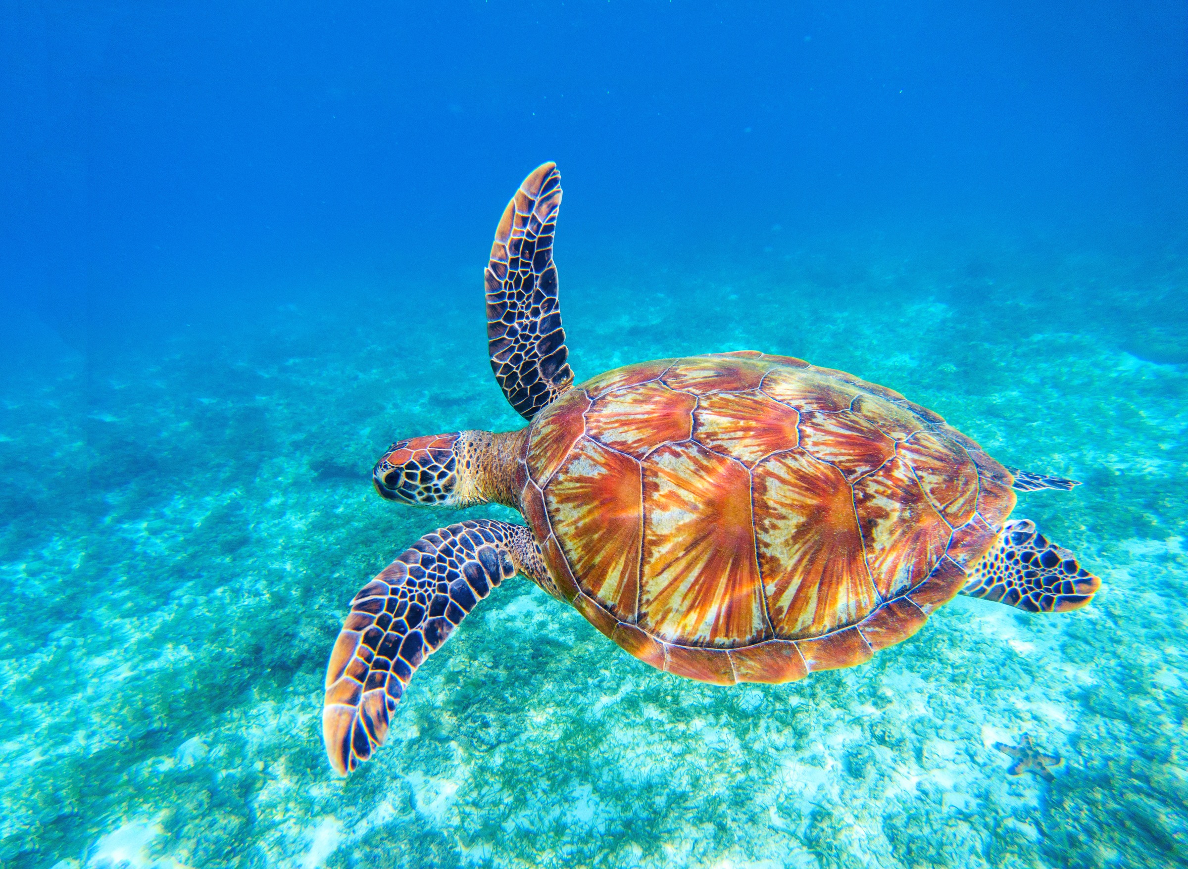 Papermoon Fototapete »Big Green Sea Turtle« glatt günstig online kaufen
