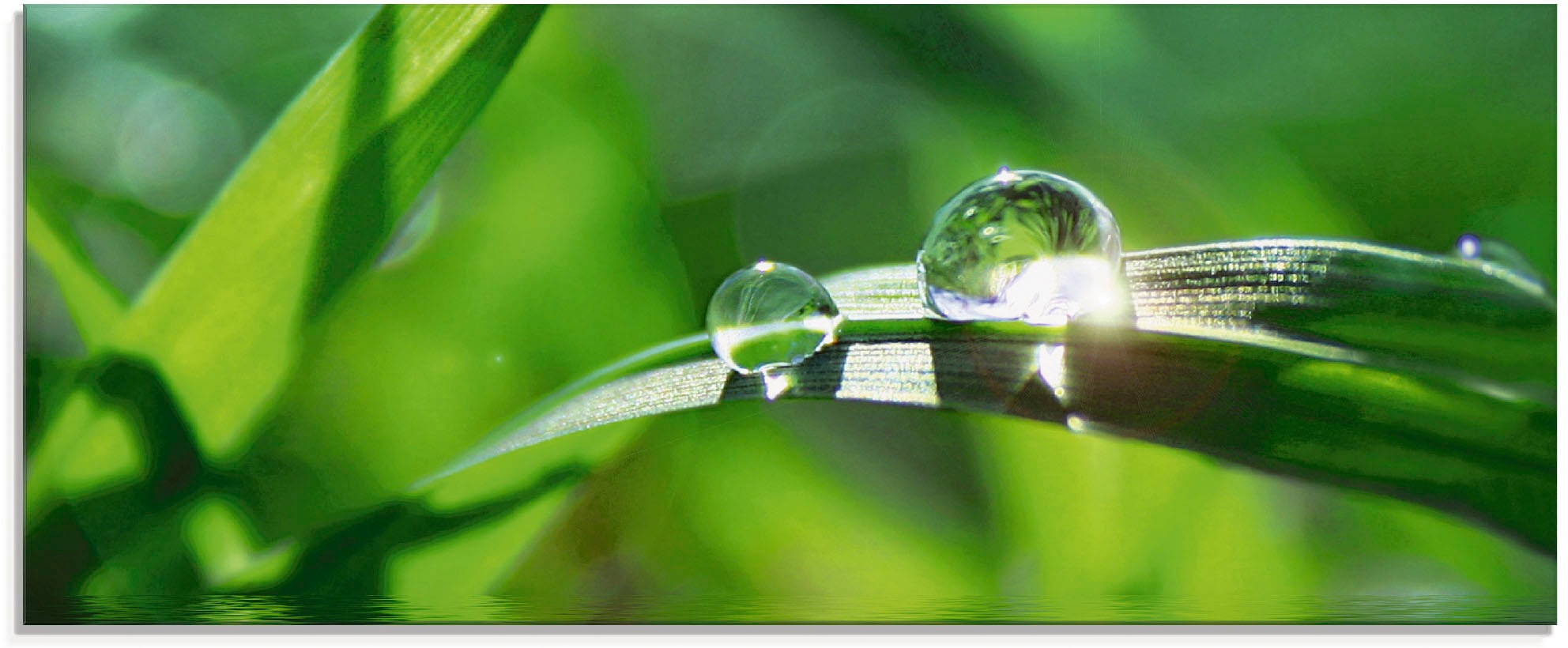 Artland Glasbild »Grüner Hintergrund mit Gras«, Gräser, (1 St.), in verschi günstig online kaufen