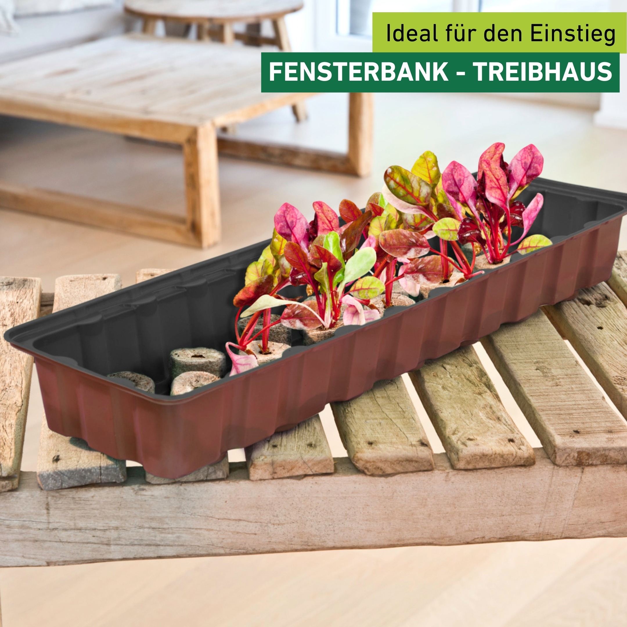 Windhager Gewächshaus »für Fensterbänke, Zimmer-Gewächshaus Indoor« Anzucht Fensterbank-Treibhaus inkl. 36 Quelltabs, 54,5x16,5x11 cm
