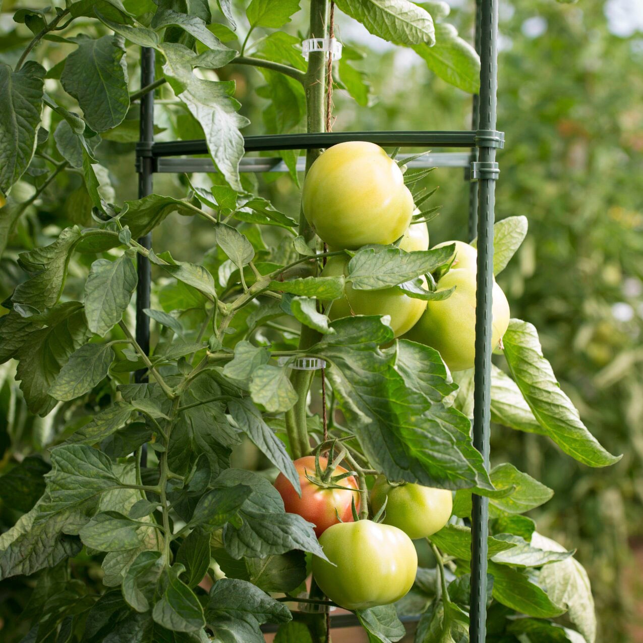 Windhager Ranksäule, Tomaten-Rankturm aus rostfreien Stahlrohren, H: 150 cm