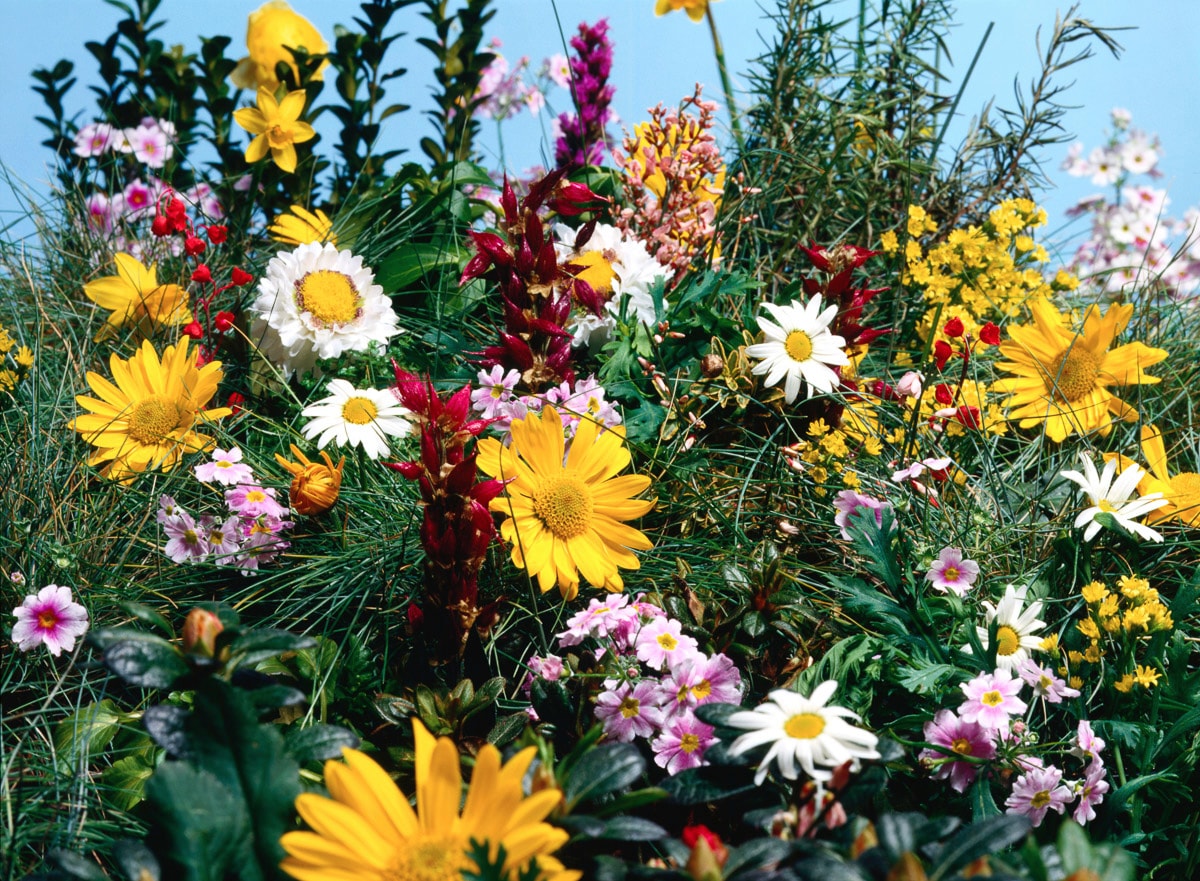 Papermoon Fototapete »Blumenwiese« günstig online kaufen