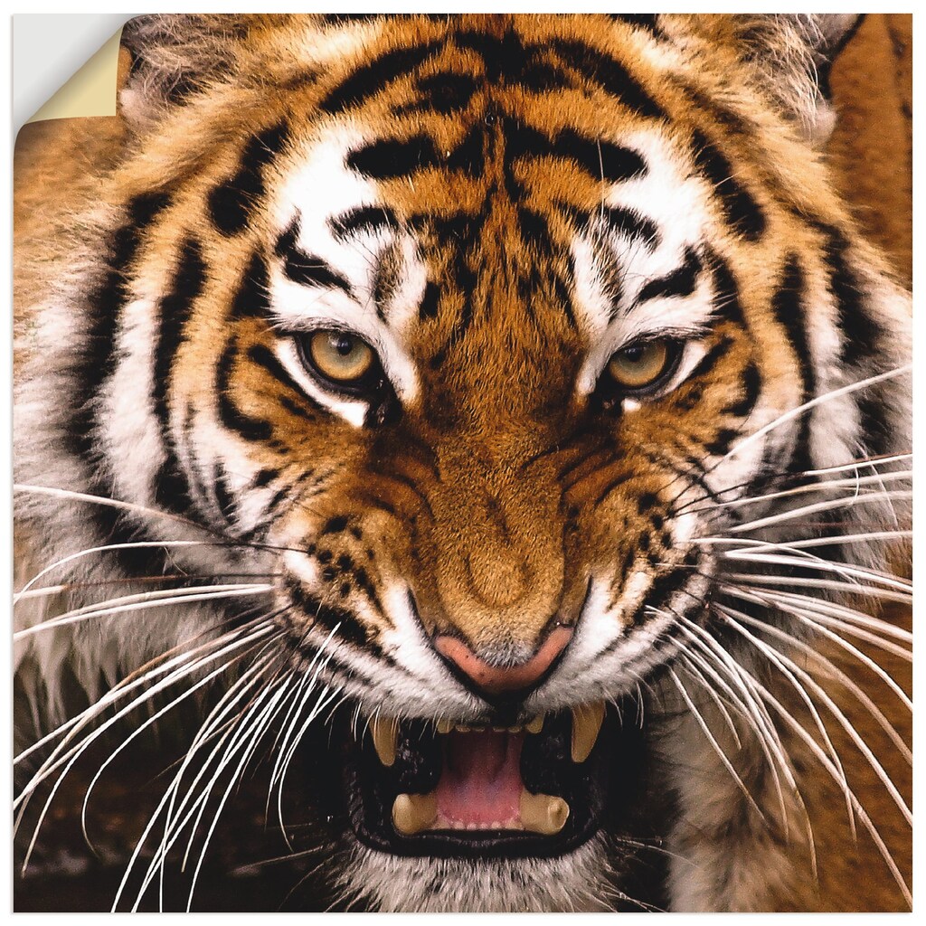 Artland Wandbild »Tiger Kopf«, Wildtiere, (1 St.)