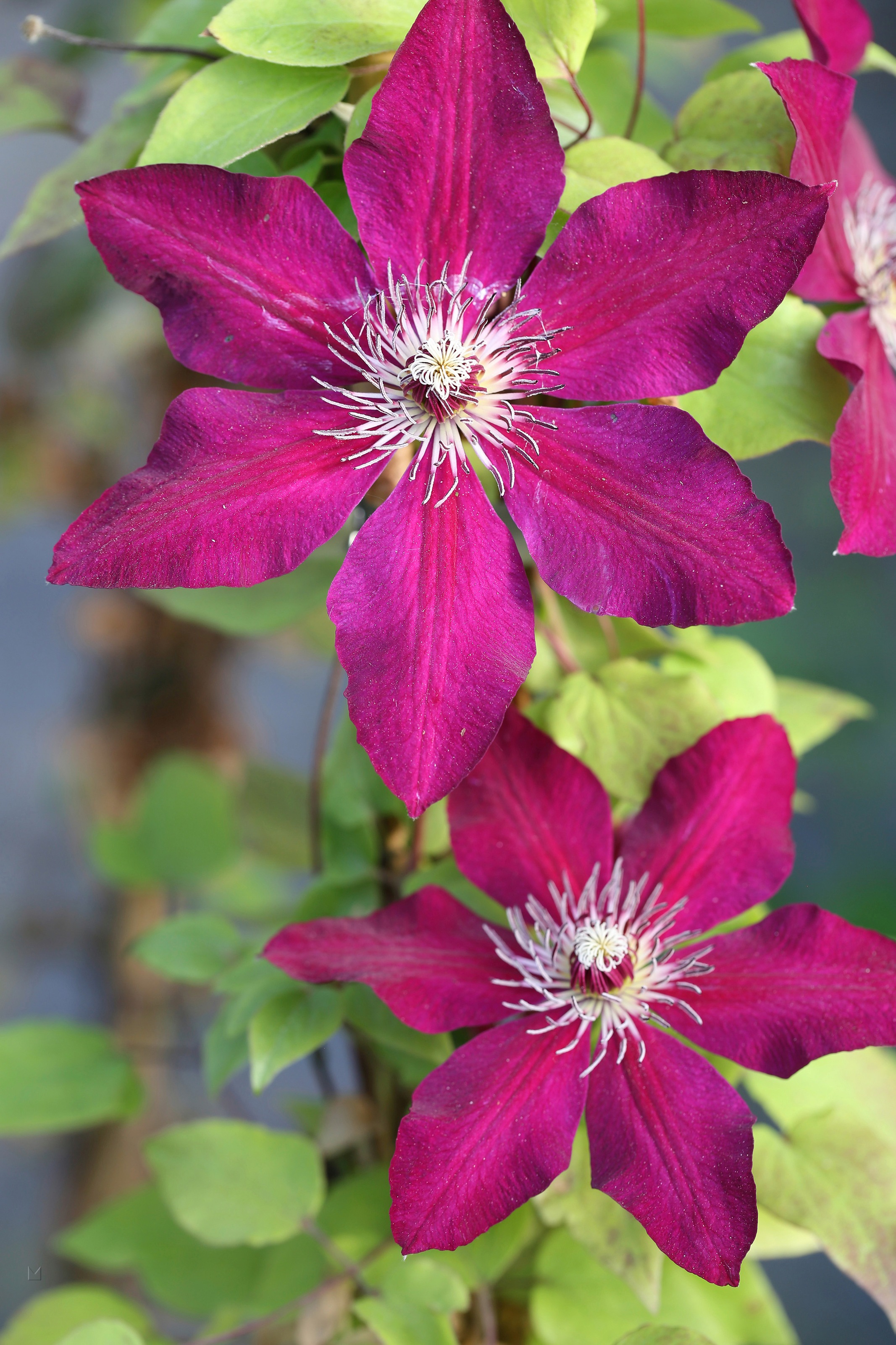 BCM Kletterpflanze »Waldrebe 'Westerplatte'«, (1 St.), Höhe: 40-60 cm, 1 Pflanze kaufen