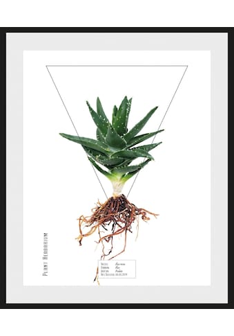 andas Bild »Pflanze«, mit Rahmen kaufen