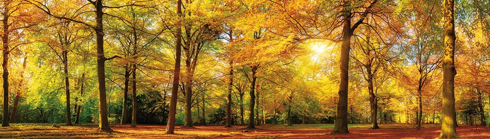 Papermoon Fototapete »Autum Forrest Panorama«, matt günstig online kaufen