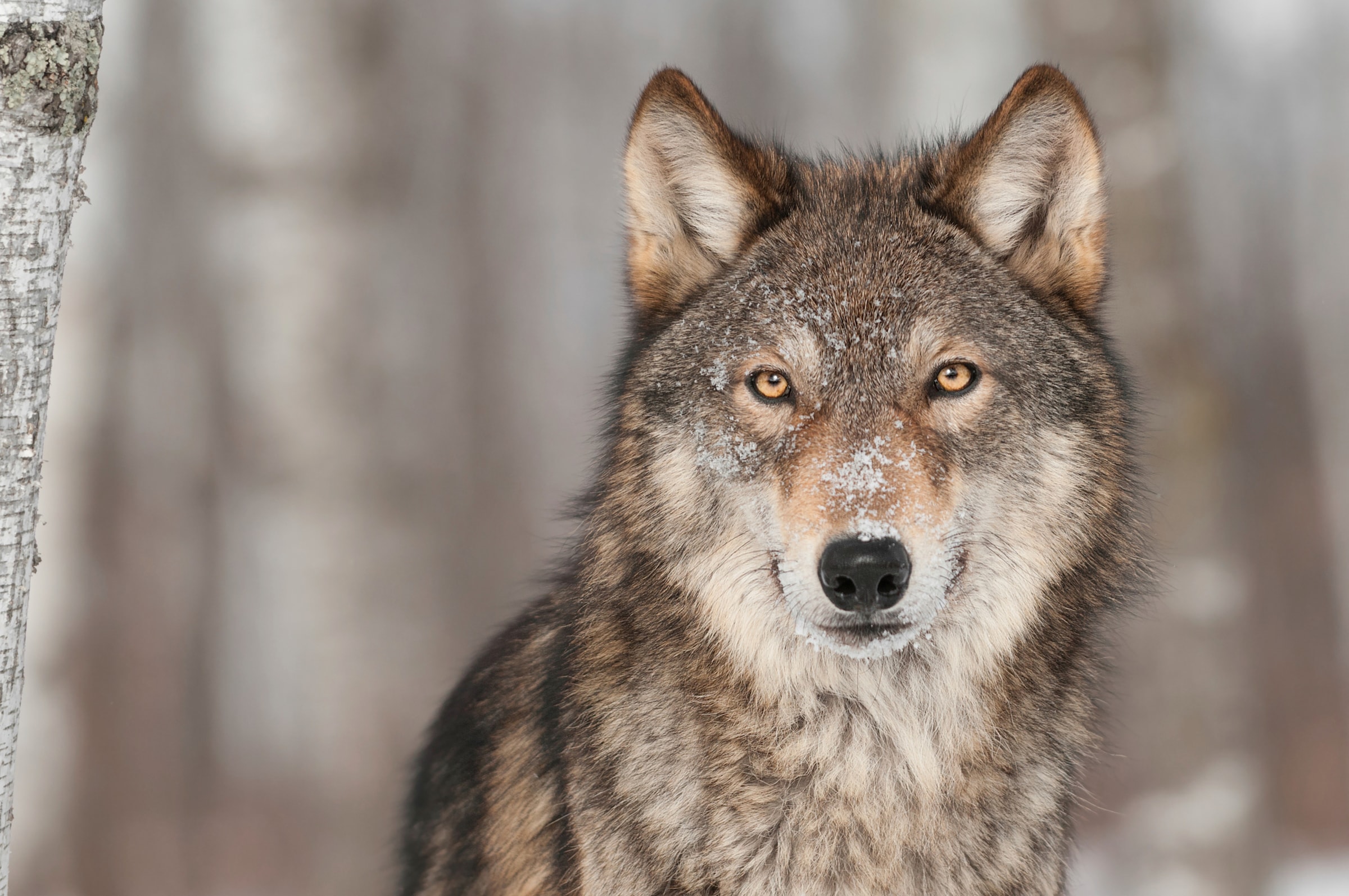 Papermoon Fototapete »WOLF-TIER HUNDE RAUBTIER GRAU RUDEL WALD WILD NATUR« günstig online kaufen