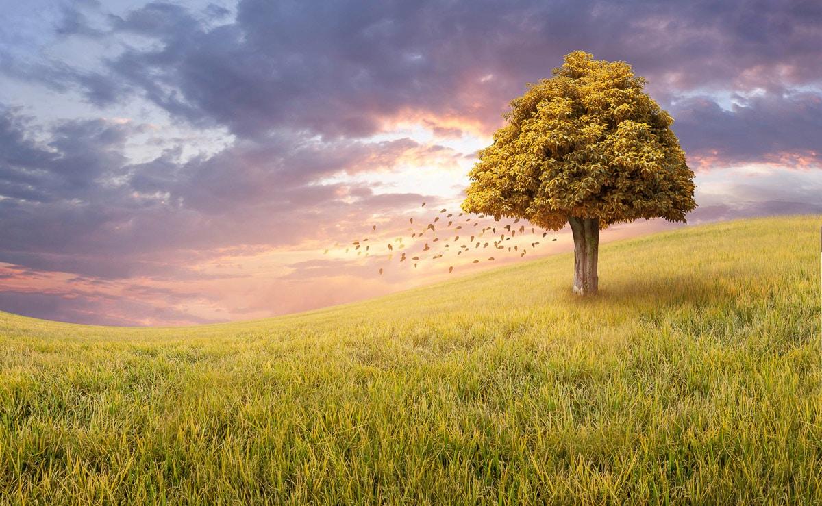 Papermoon Fototapete »Baum in Landschaft« günstig online kaufen