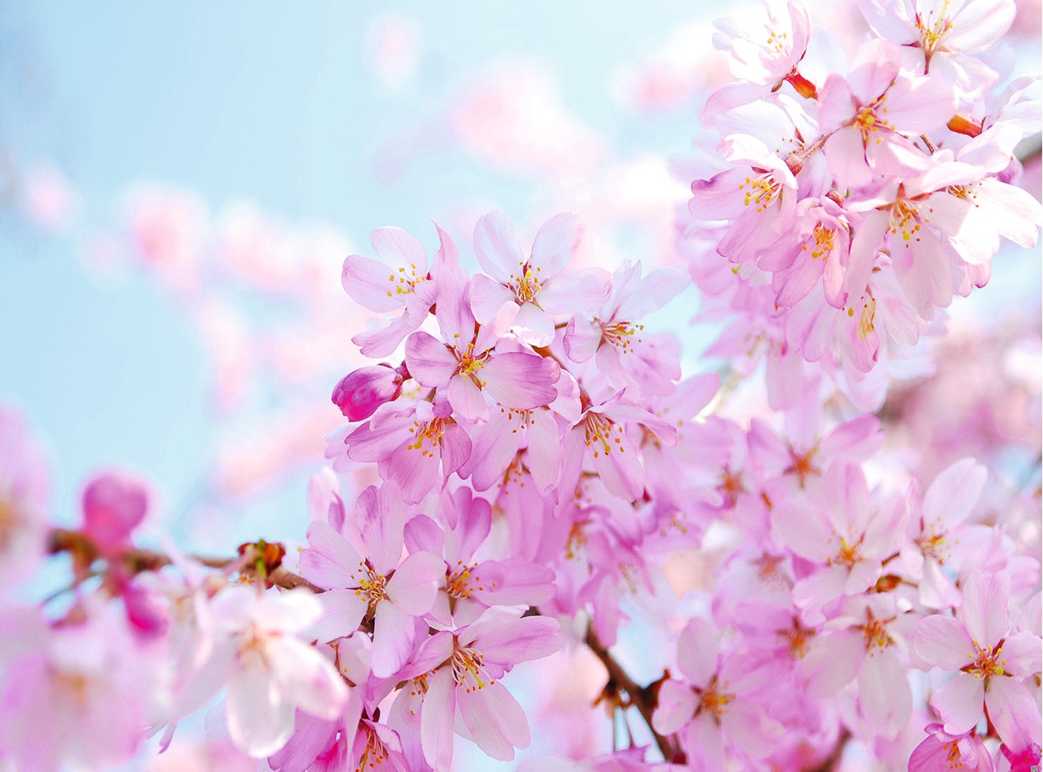 Papermoon Fototapete »Cherry Blossom« glatt günstig online kaufen