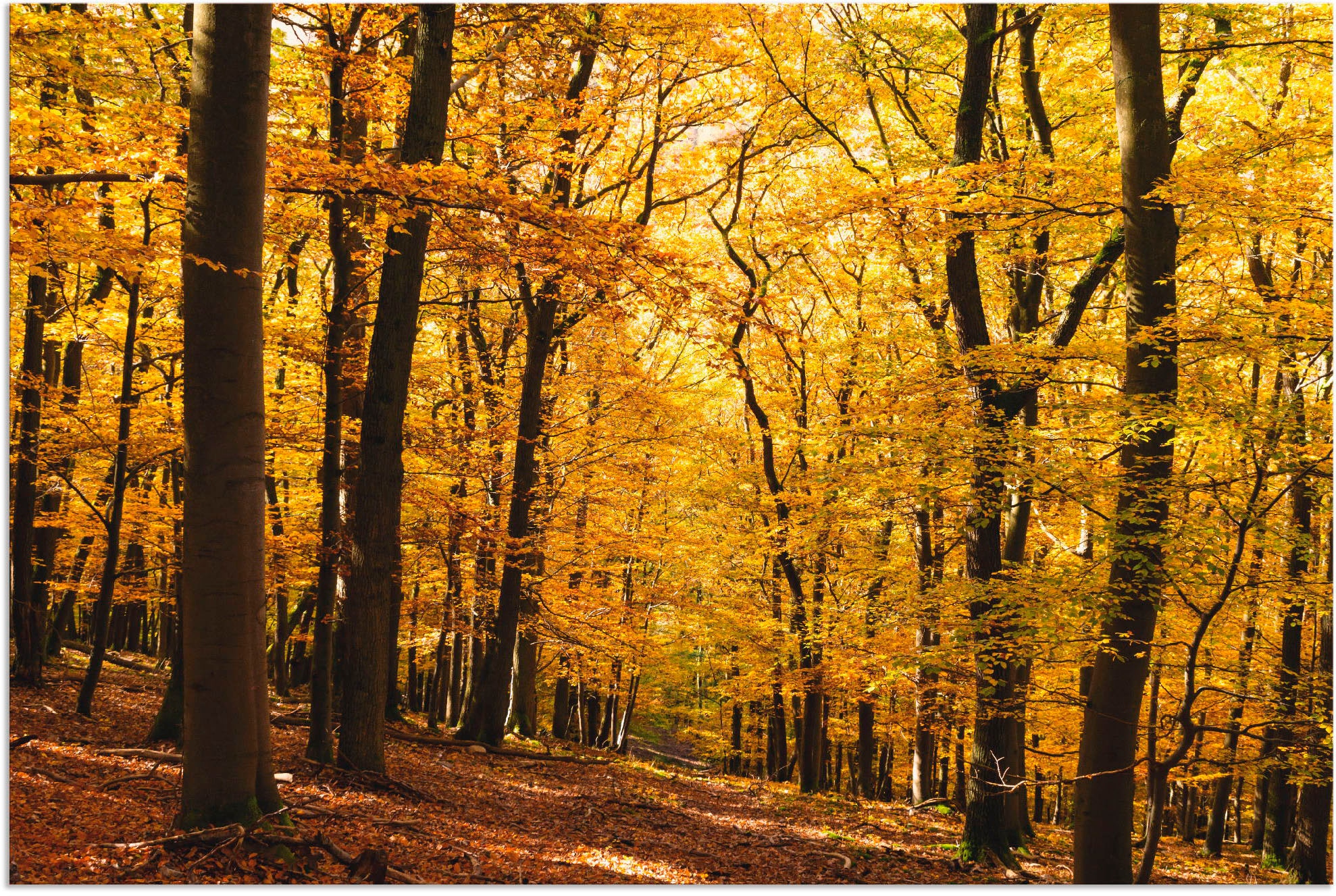 Artland Wandbild »Spaziergang im Herbstwald«, Wald, (1 St.), als Alubild, O günstig online kaufen