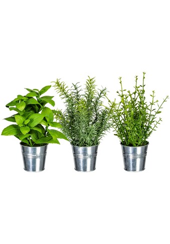 Creativ green Kunstpflanze »Kräutermix im Zinktopf«, (3 St.) kaufen