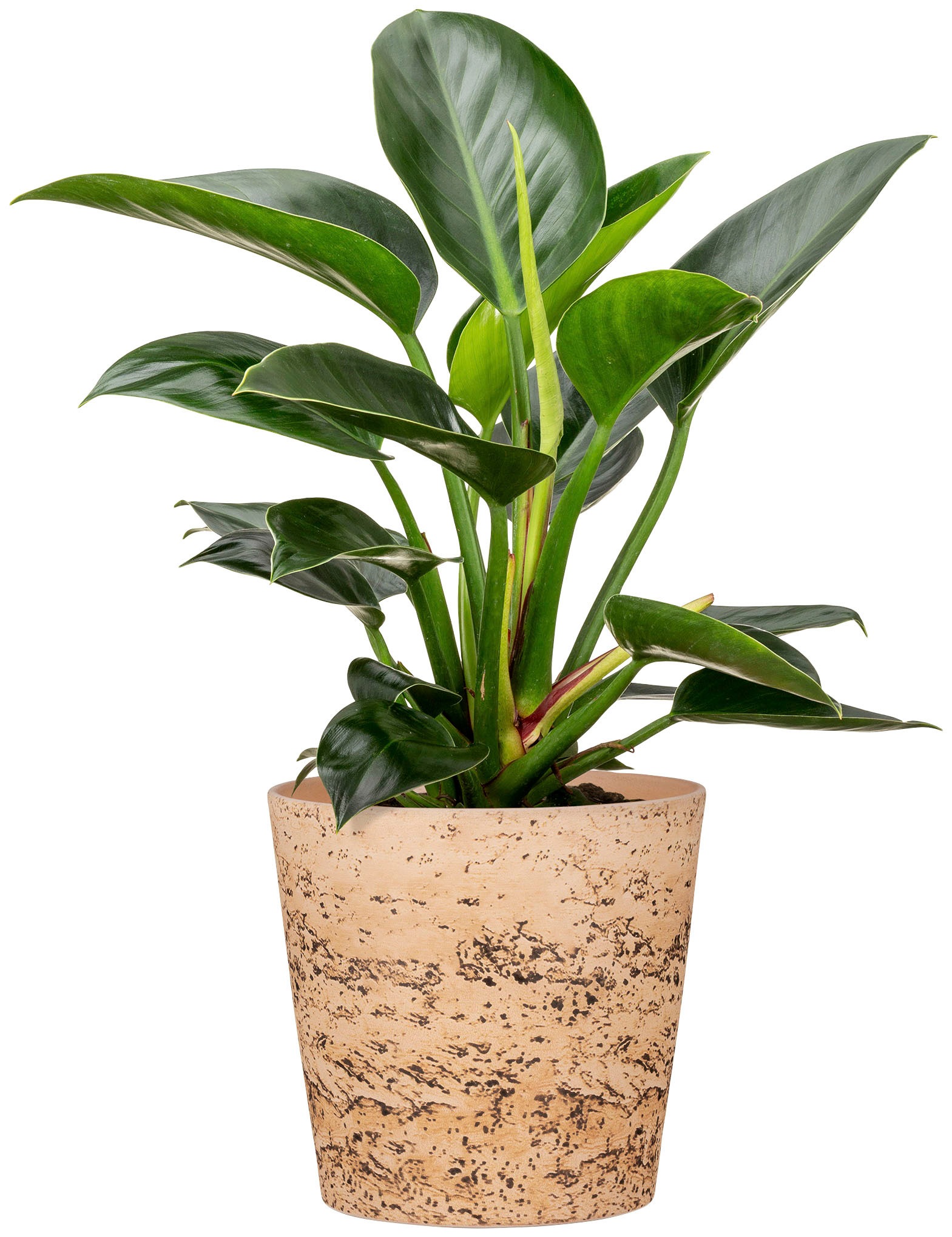 Scheurich Blumentopf »778/19 cork«