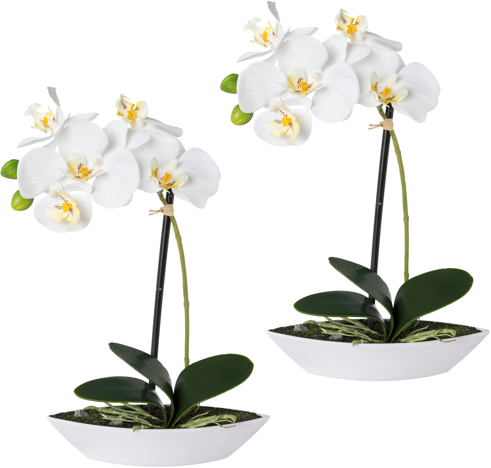 Creativ green Kunstorchidee »Phalaenopsis«, 2er Set, in Kunststoffschale