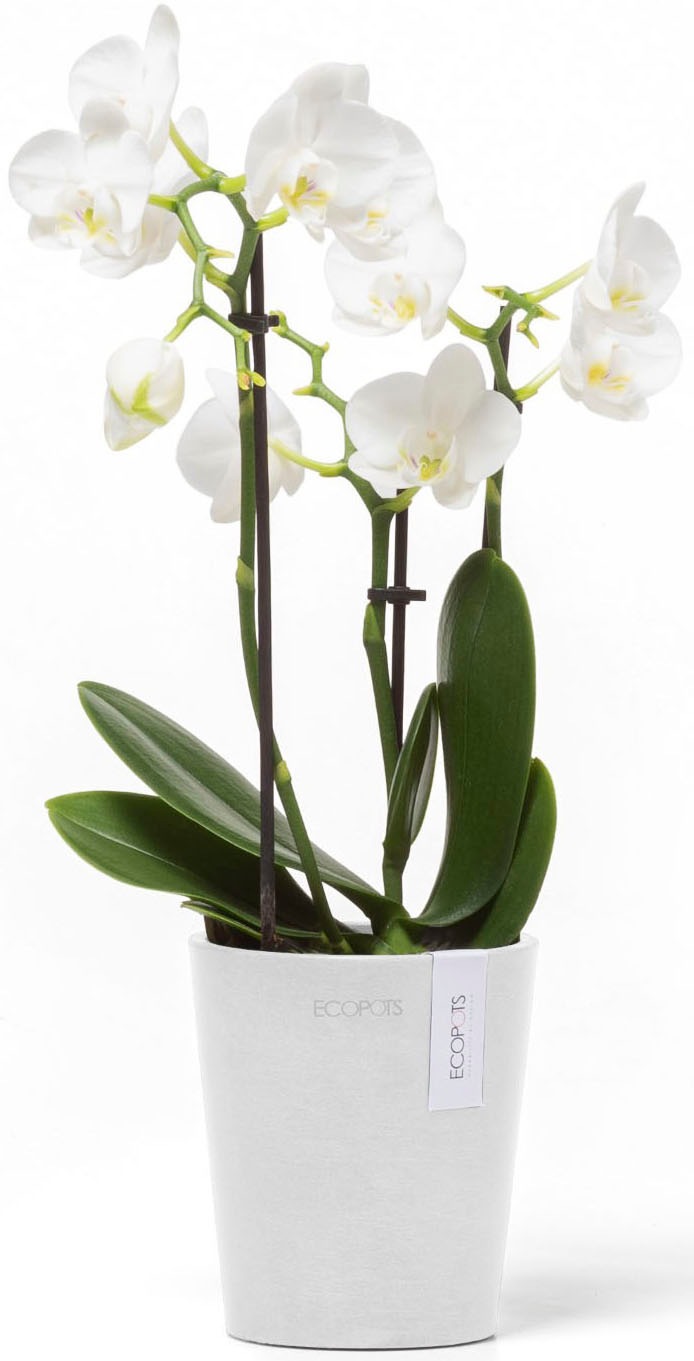 ECOPOTS Blumentopf »Morinda Orchidee 11 Weiß« für den Innenbereich