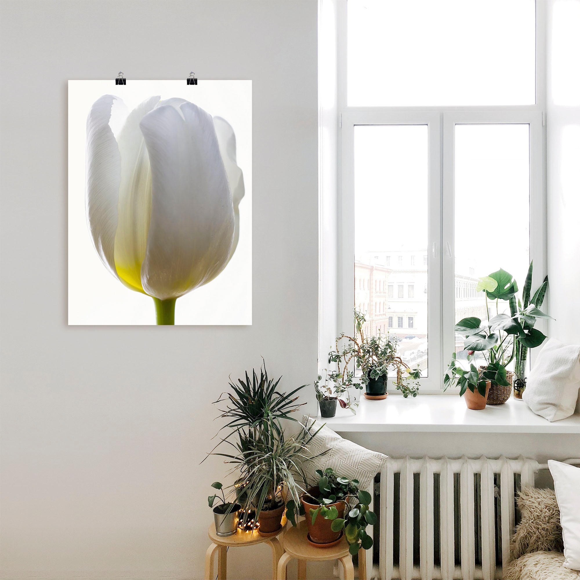 Artland Poster »Weiße Tulpe«, Blumen, (1 St.), als Alubild, Leinwandbild, Wandaufkleber oder Poster in versch. Größen