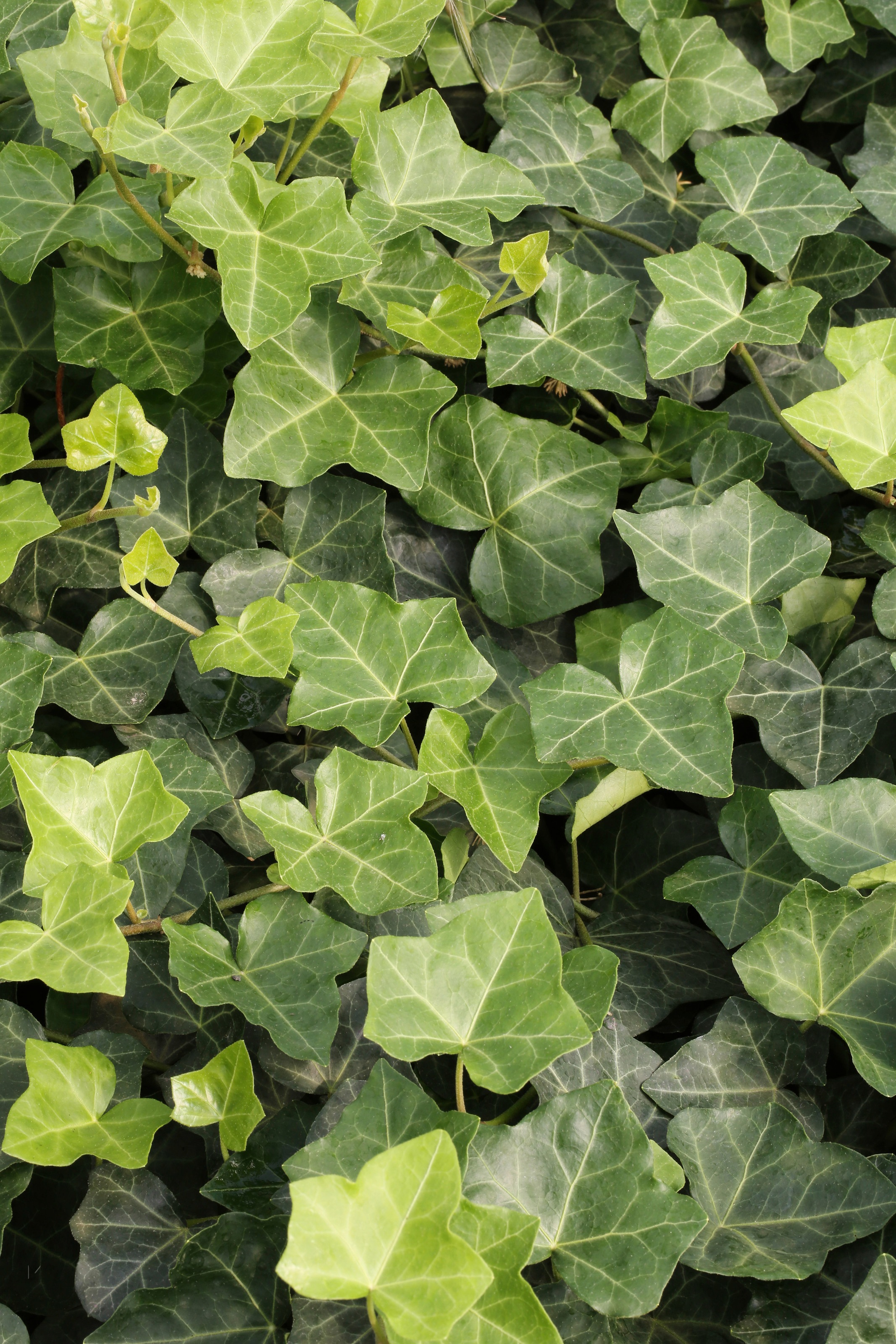 BCM Kletterpflanze »Efeu 'Hibernica'«, (1 St.), Höhe: 40-60 cm, 1 Pflanze kaufen