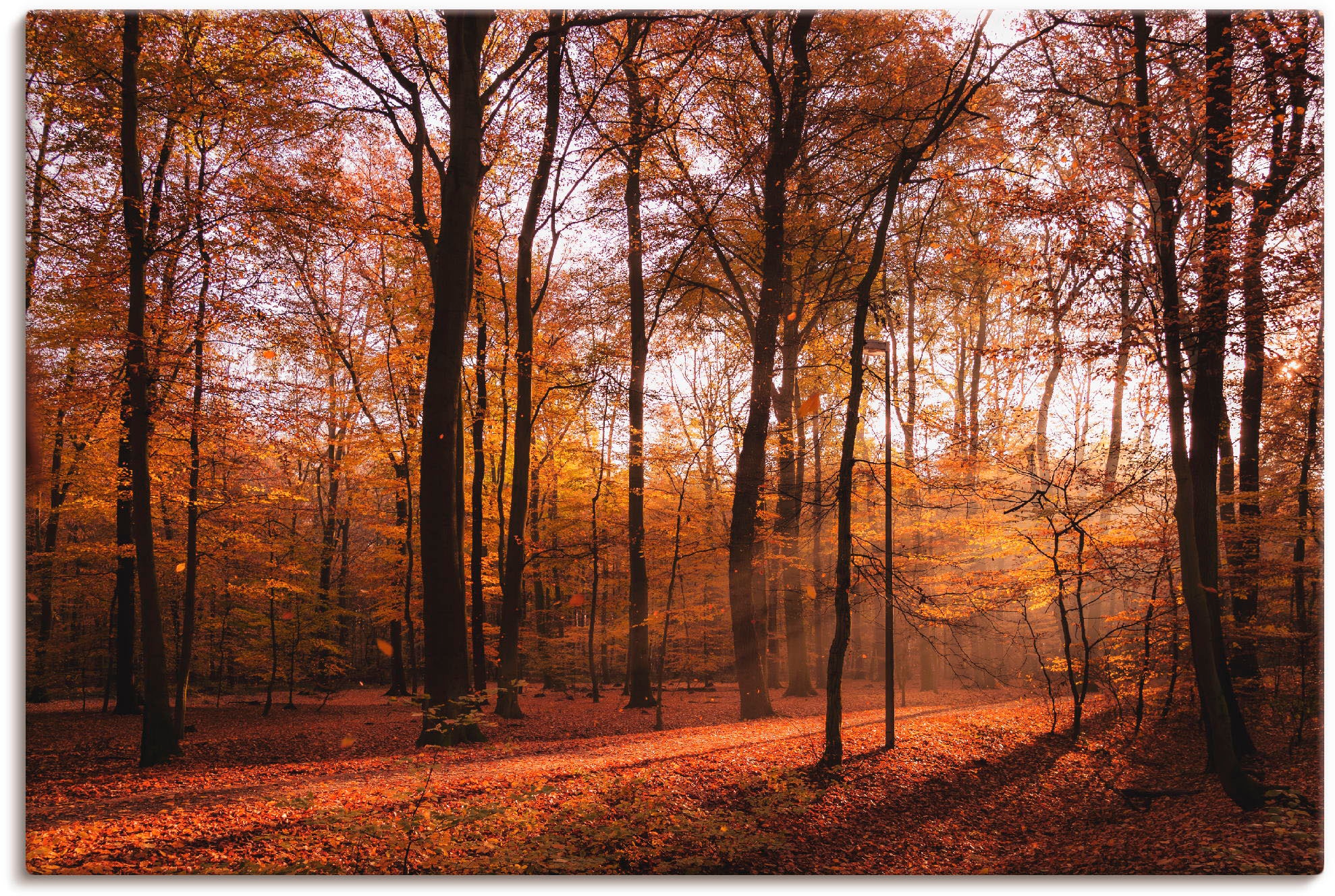 Artland Wandbild »Sonnenaufgang im Herbst II« Wald 1 Stk. tlg. als Alubild, günstig online kaufen
