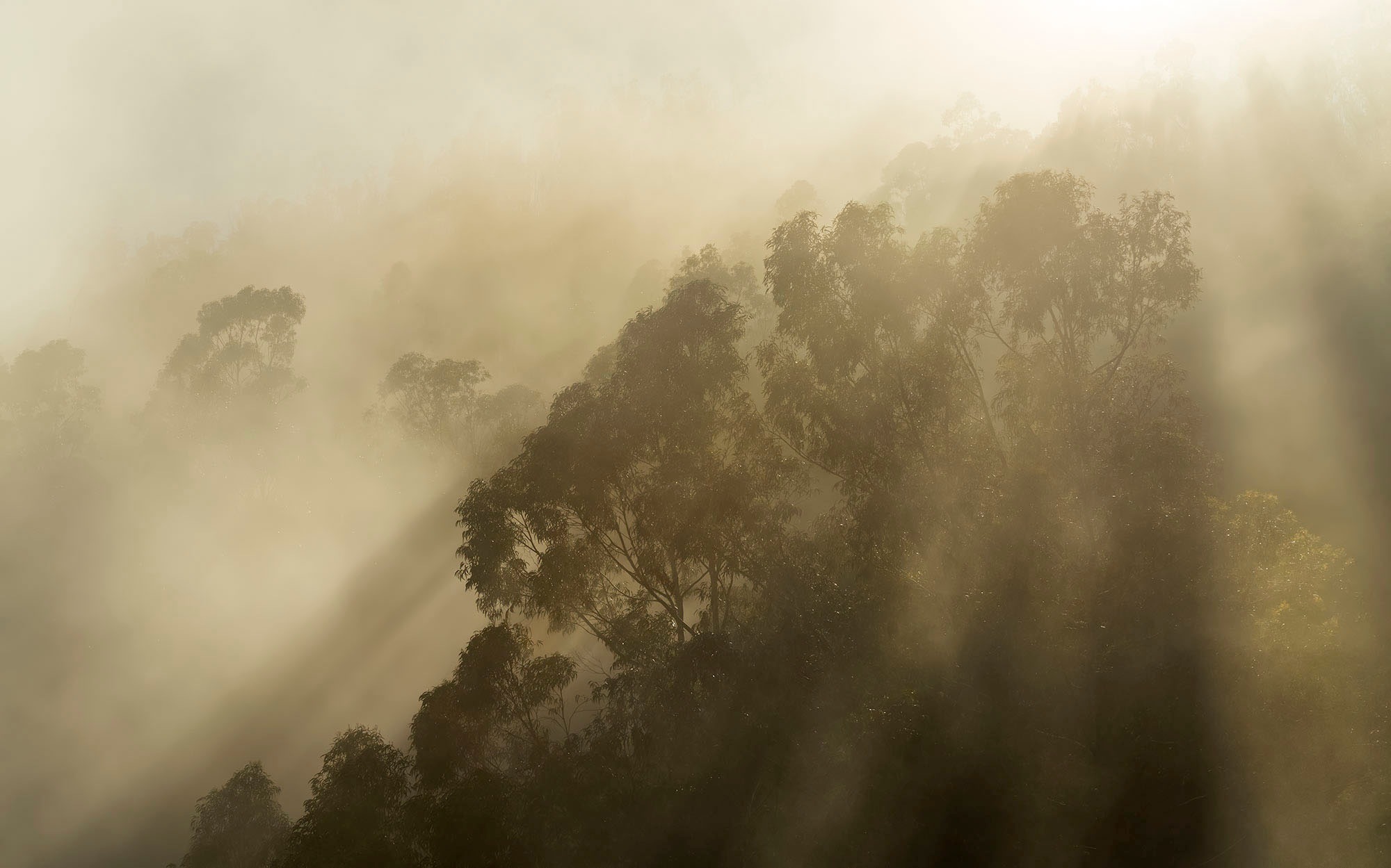 Komar Fototapete »Digitaldruck Vlies - Foggy Sunshine - Größe 400 x 250 cm«, bedruckt, Wohnzimmer, Schlafzimmer
