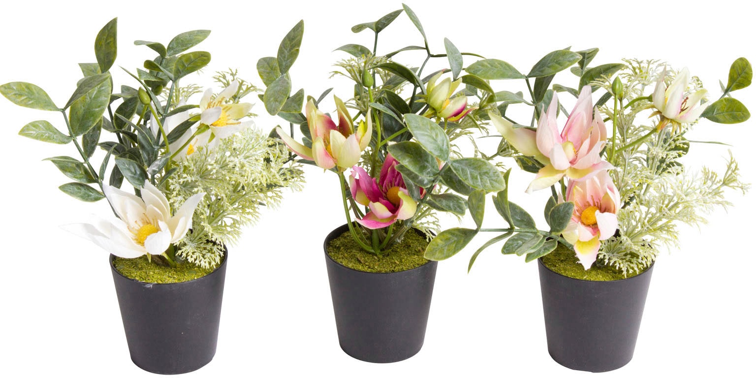 Raten Zimmerpflanze im auf bestellen »Christrosen-Arrangement Kunststofftopf« Botanic-Haus schwarzen Künstliche