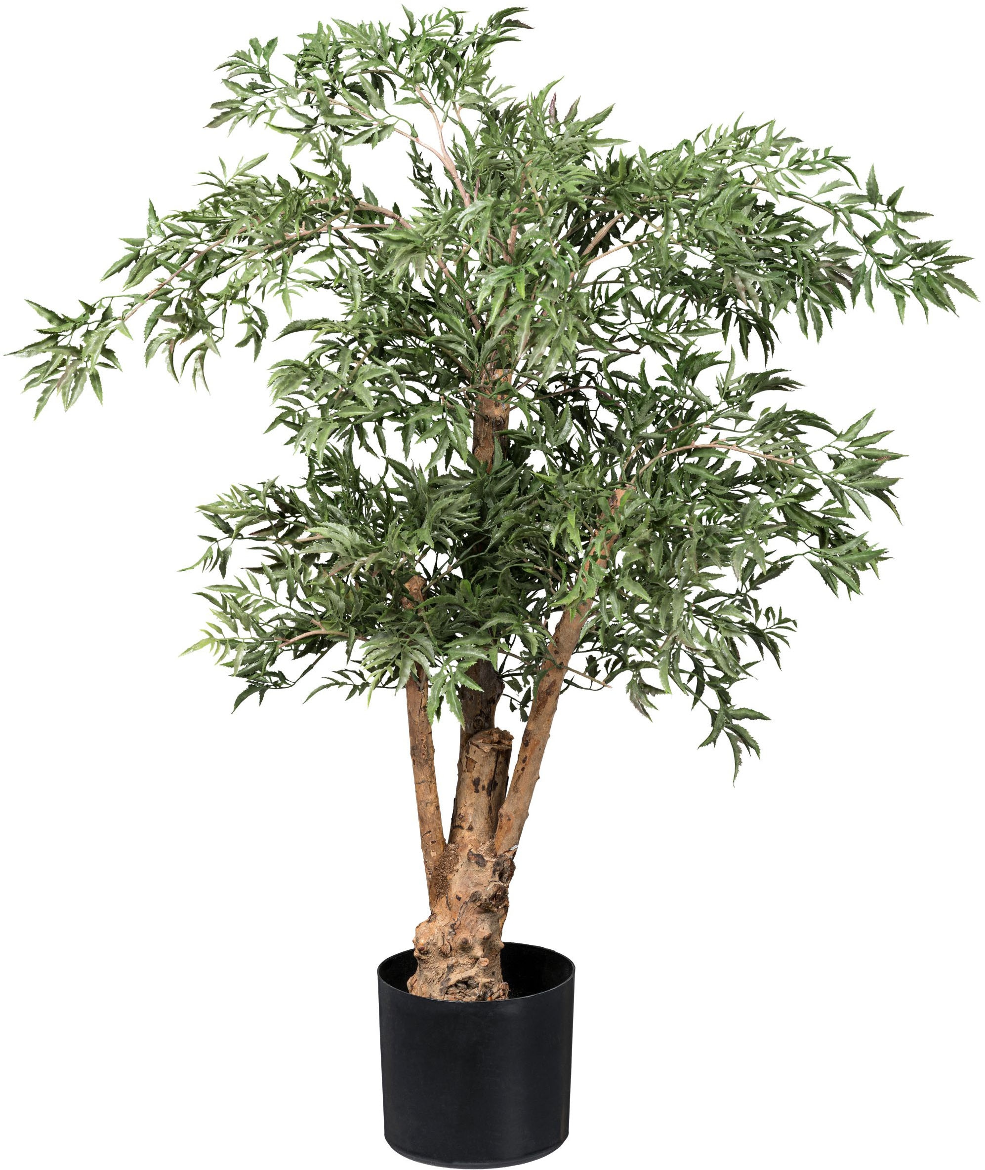 Creativ green Kunstbaum »Aralia Ming Polyscias«, mit Naturstamm
