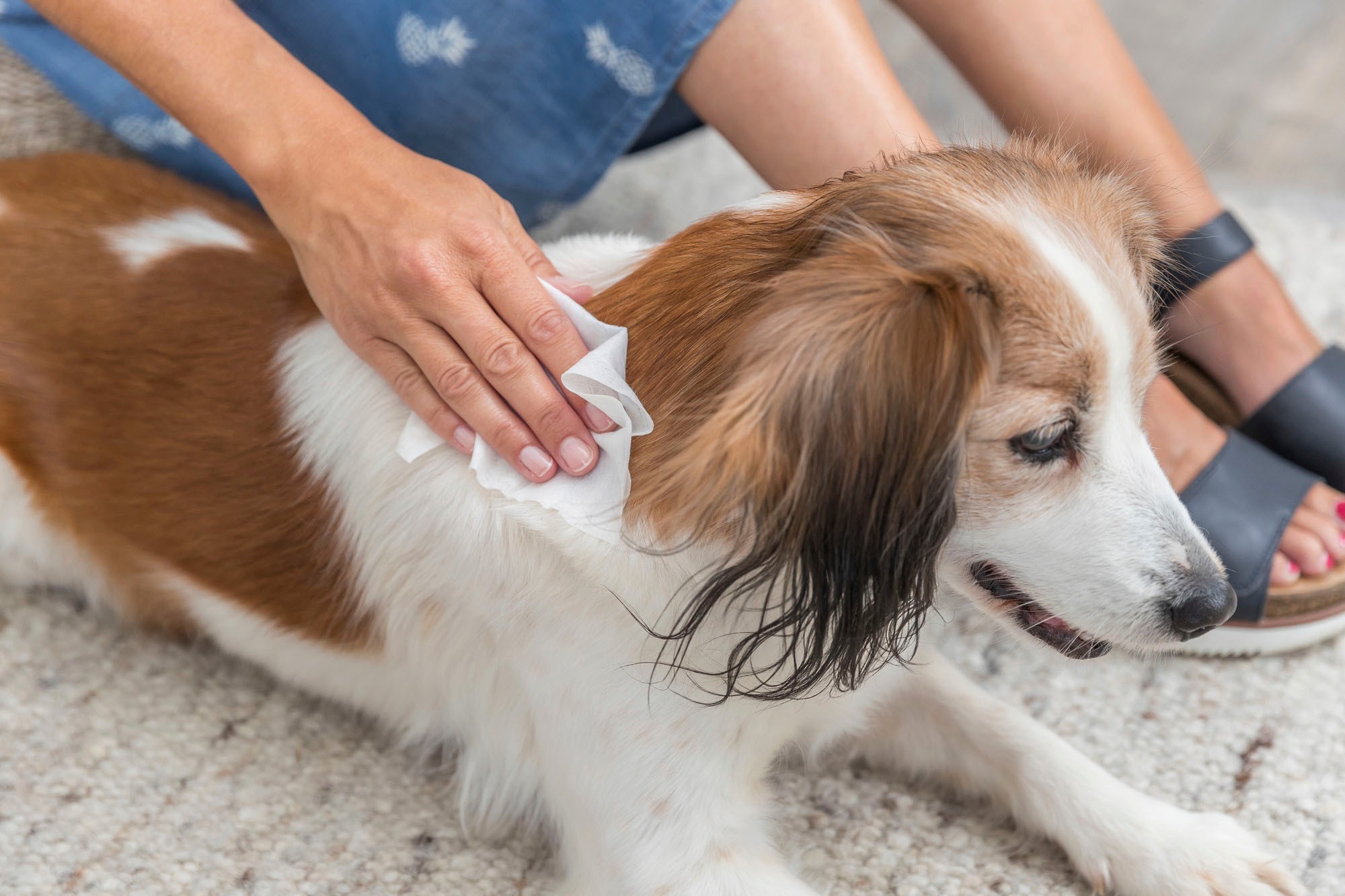 6. Bild von TRIXIE Fellpflegehandschuh, inklusive Universal-Pflegetücher