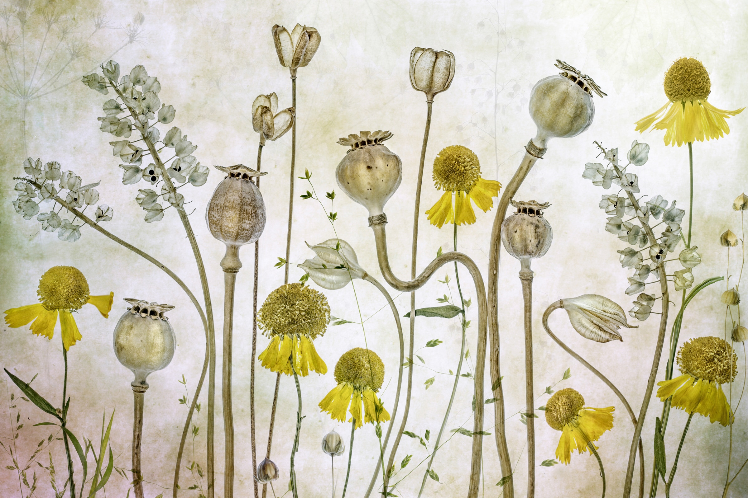 Papermoon Fototapete »Photo-Art MANDY DISHER, MOHNBLUMEN UND HELENIUM« günstig online kaufen