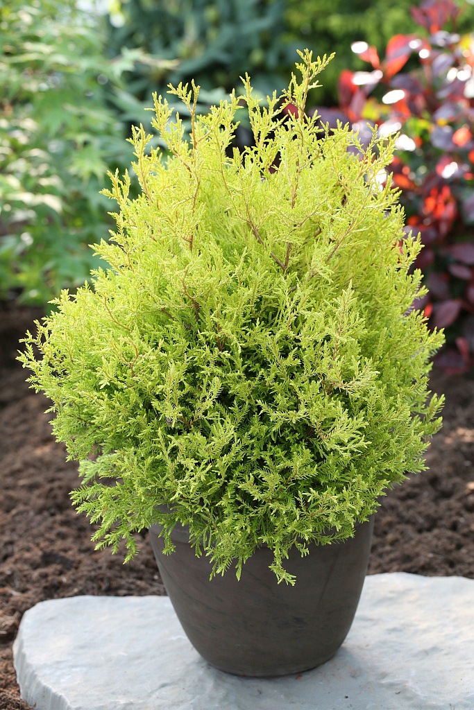 BCM Hecken »Lebensbaum 'Rheingold'«, (3 St.), Höhe: 20-25 cm, 3 Pflanzen kaufen