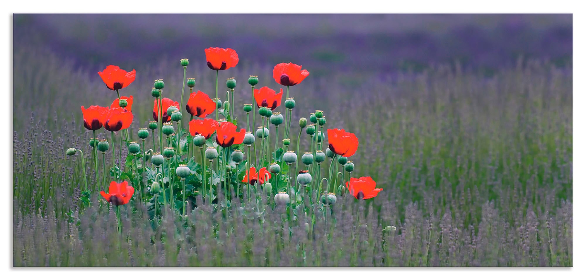 Artland Küchenrückwand »Lavendelfarm in Sequim - Mohnblumen«, (1 tlg.), Alu günstig online kaufen