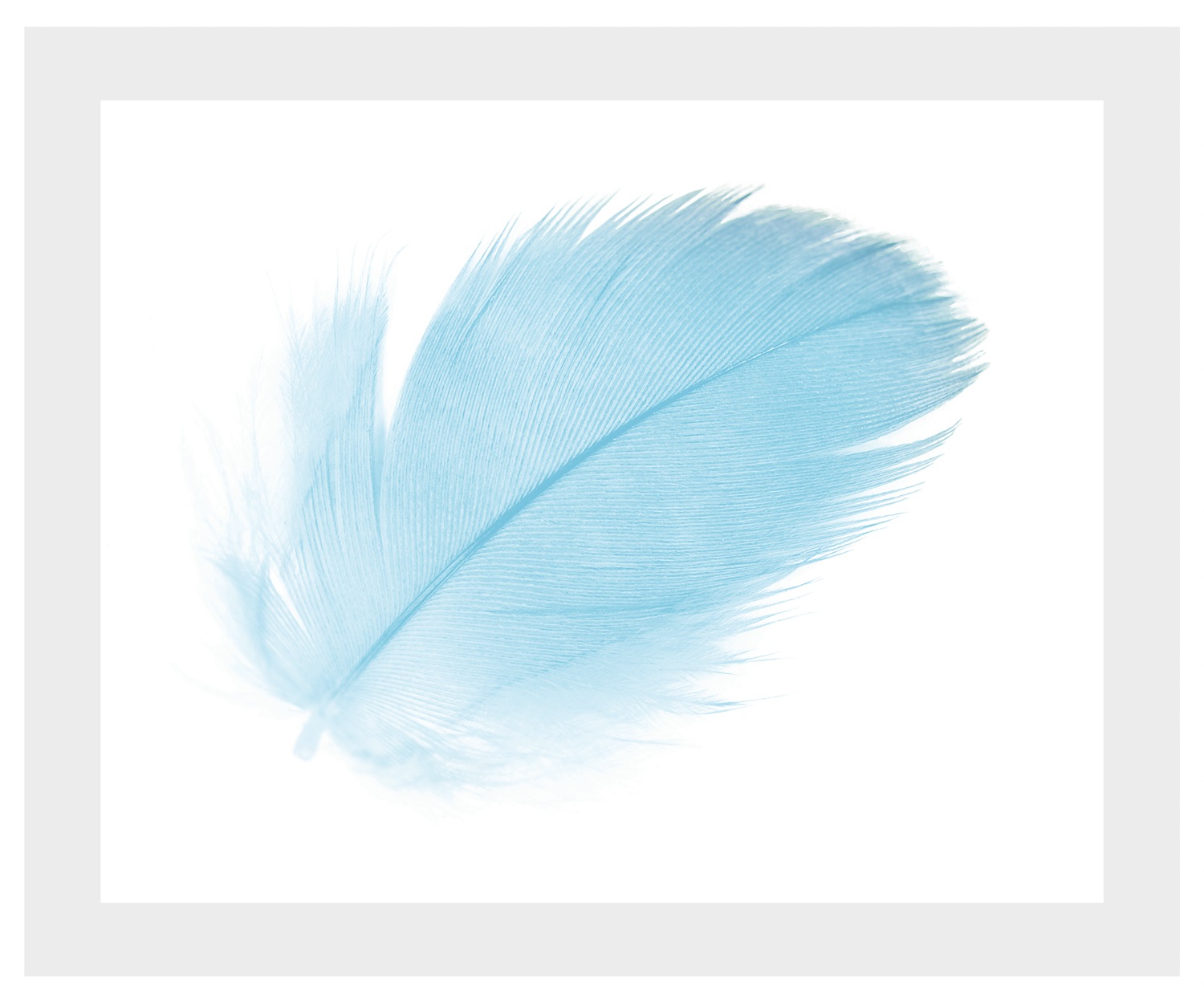 queence Bild »Insa« Federn   Kunst günstig online kaufen