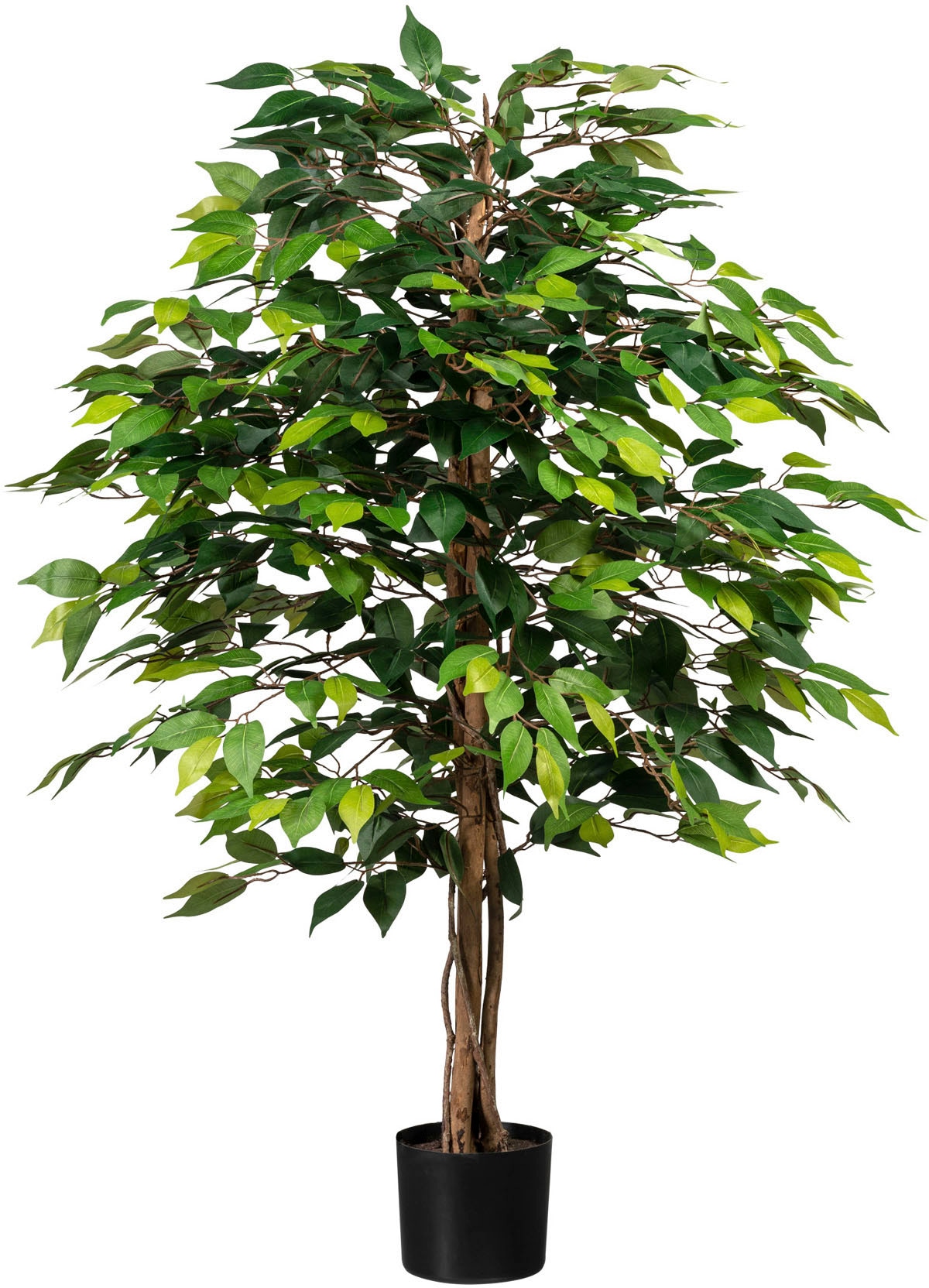 green bestellen Kunstpflanze Creativ online »Ficus Benjamini«