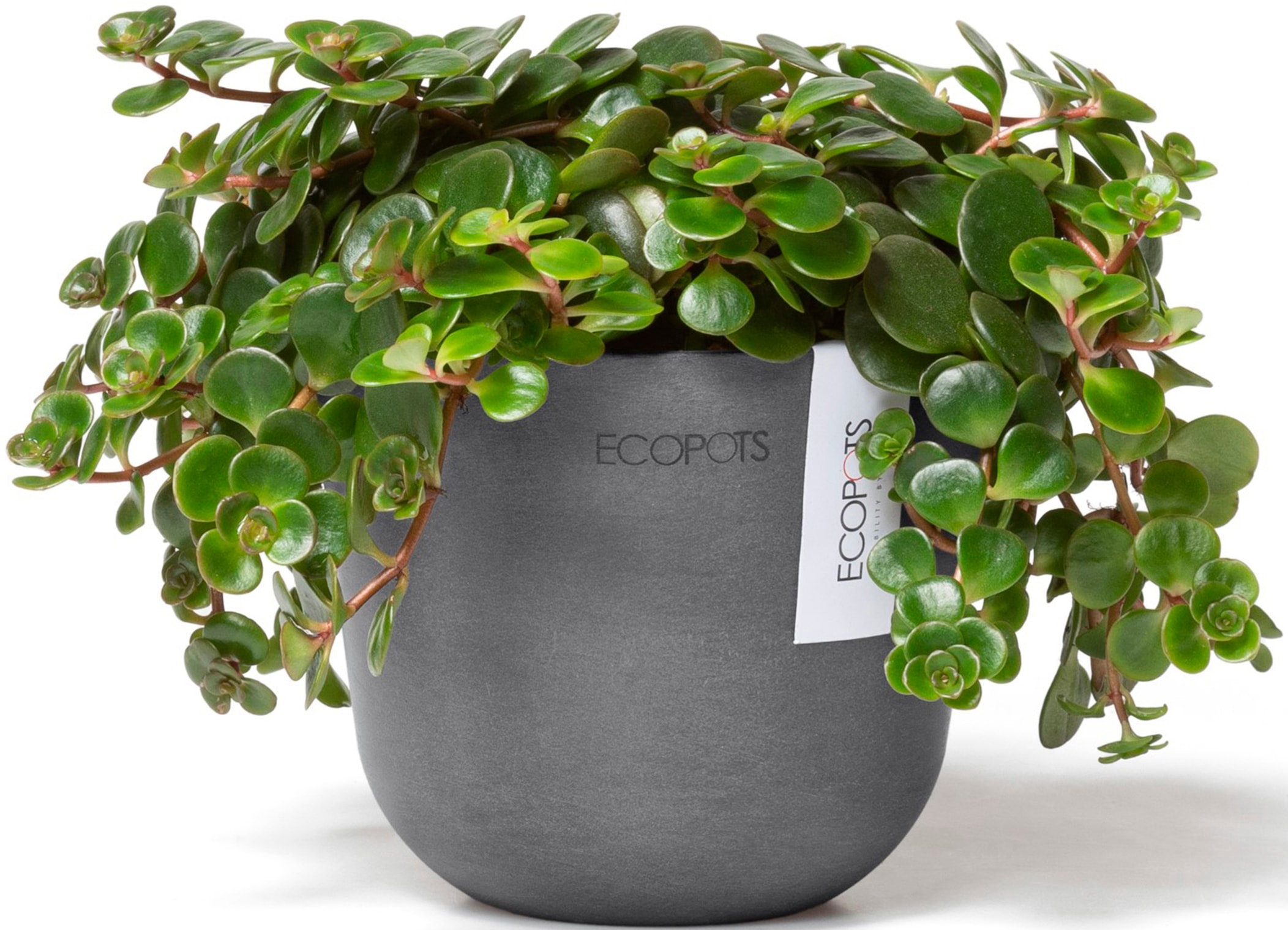 ECOPOTS Blumentopf »Oslo Mini 11,5 Grau«, für den Innenbereich
