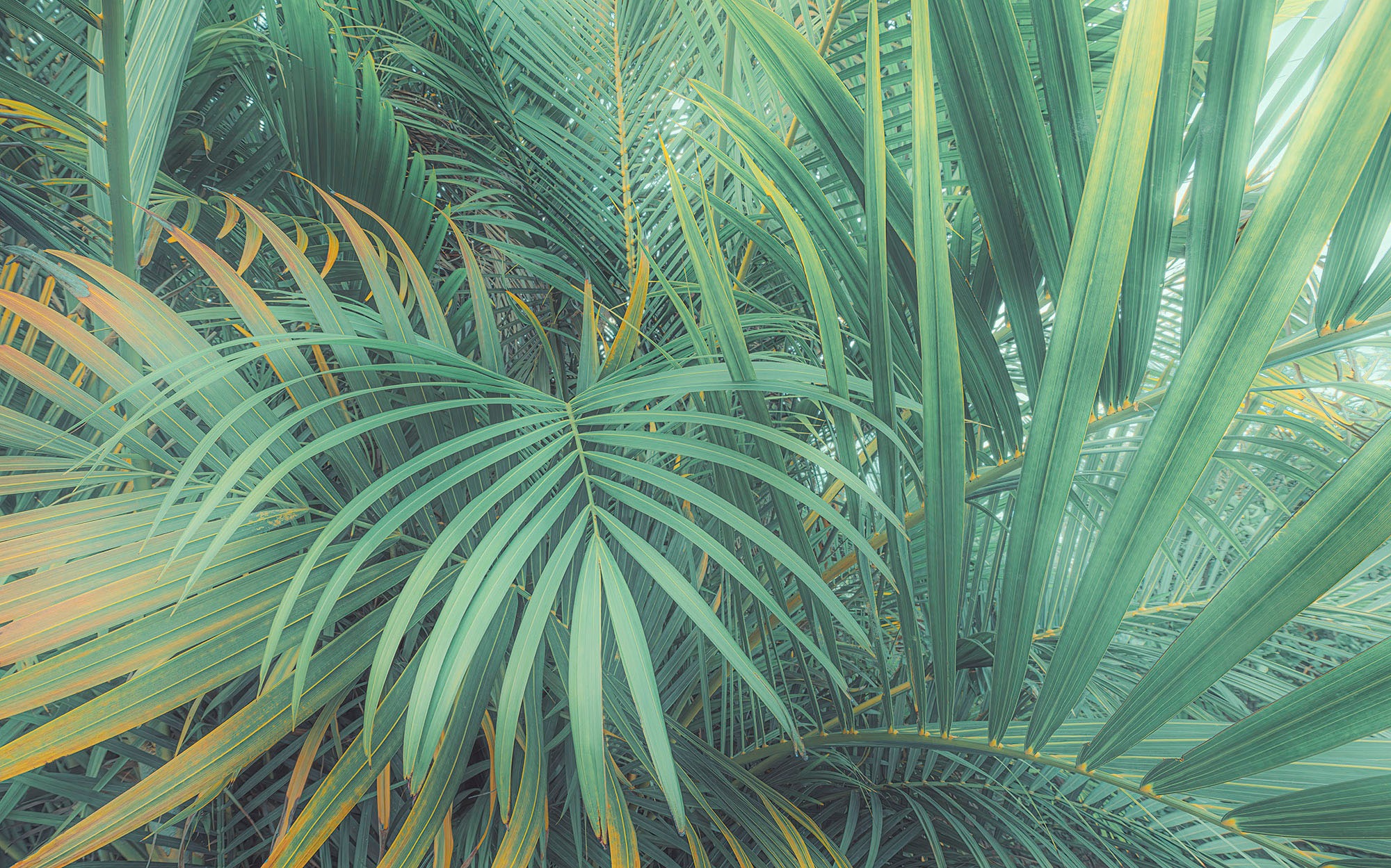 Komar Fototapete »Digitaldruck Vlies - Foggy Fern - Größe 400 x 250 cm«, bedruckt, Wohnzimmer, Schlafzimmer