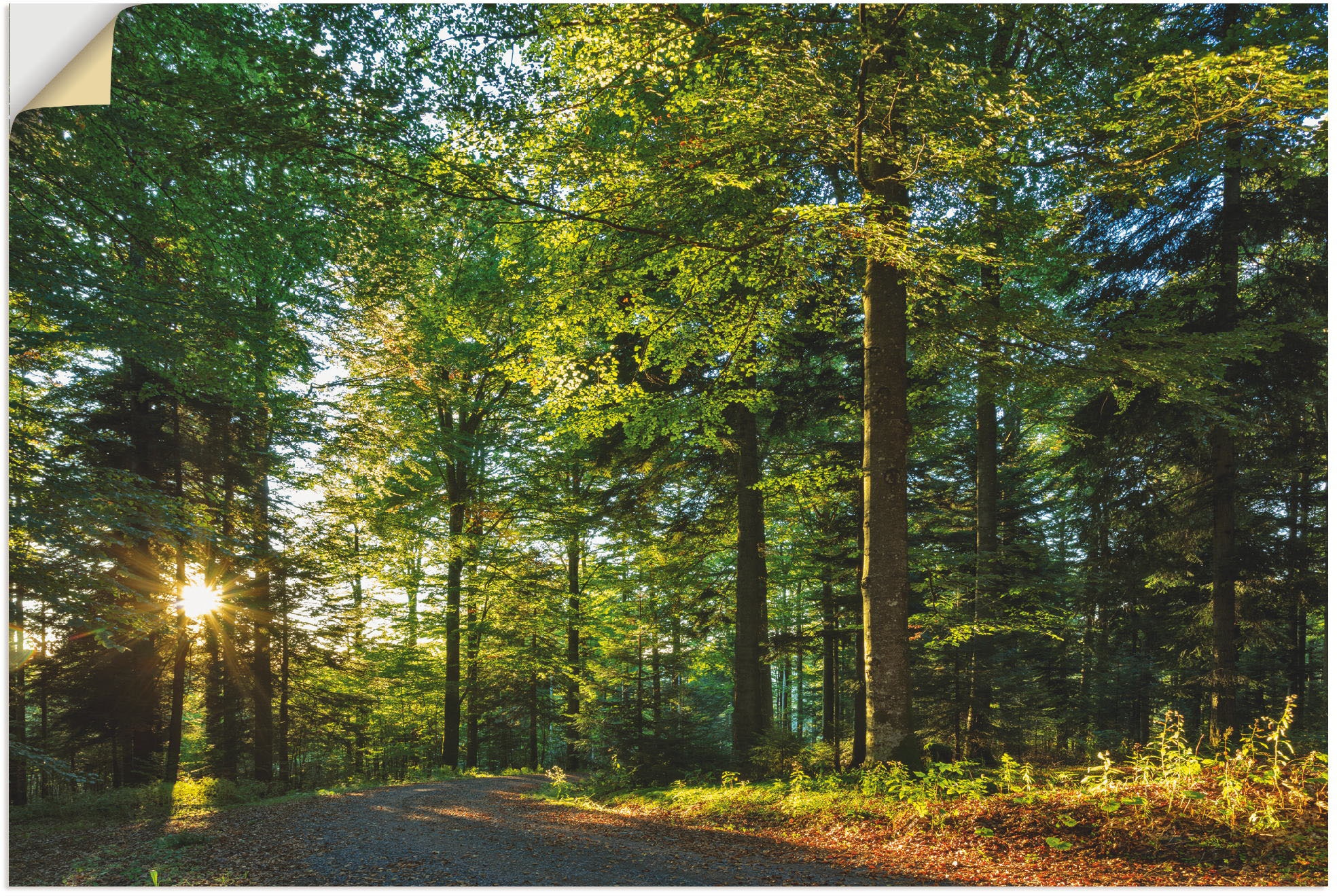 Artland Wandbild »Waldweg im Romantischen Schwarzwald«, Waldbilder, (1 St.) günstig online kaufen