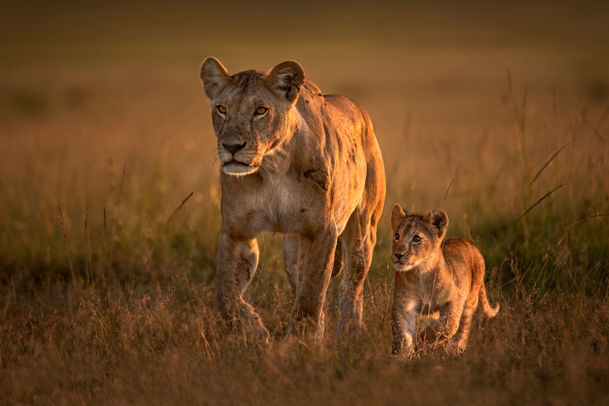 Papermoon Fototapete »Photo-Art XAVIER ORTEGA, MOM LÖWIN MIT CUB« günstig online kaufen