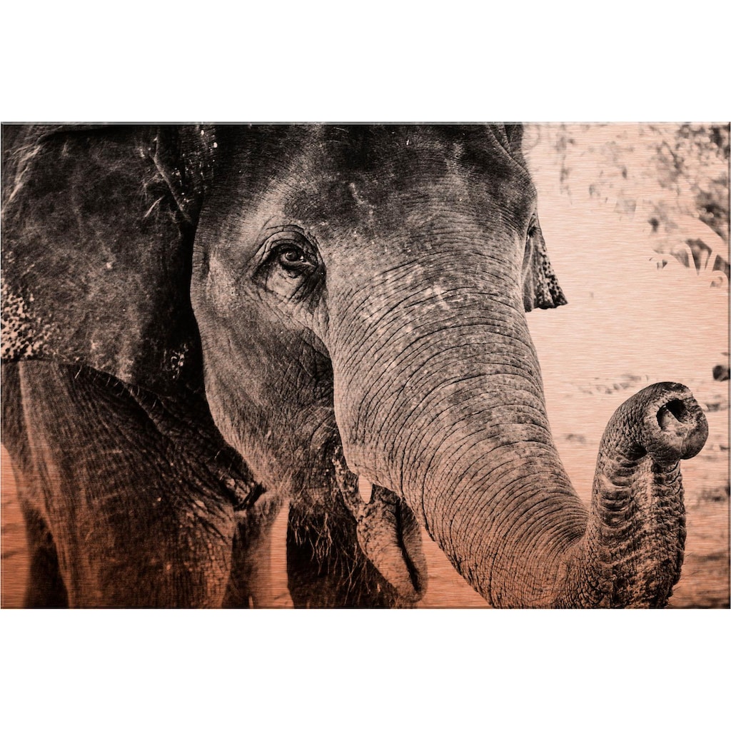Wall-Art Metallbild »Indian Elephant«