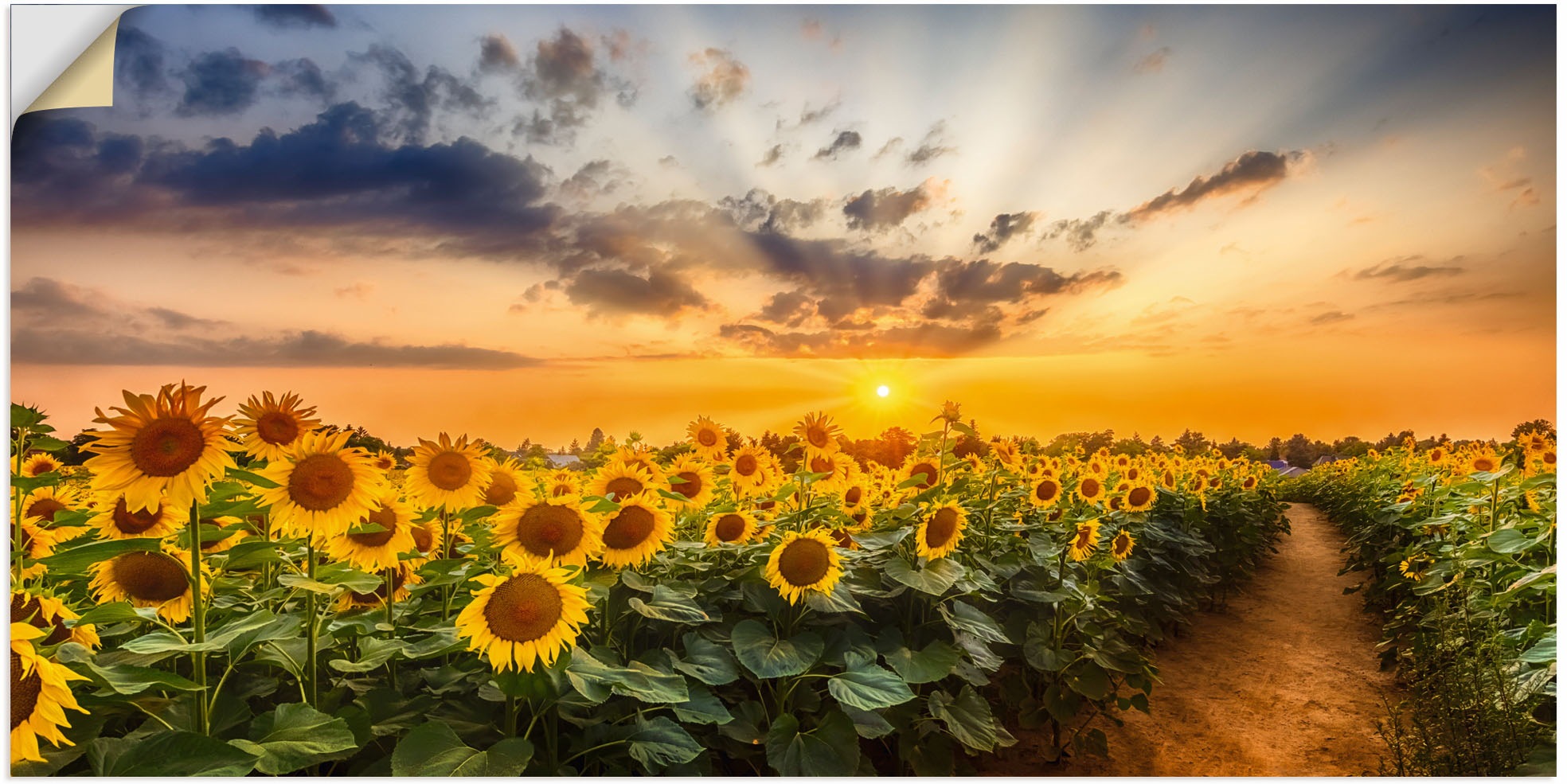 versch. Poster Wandbild »Sonnenblumenfeld online Artland (1 Blumenbilder, in St.), Größen als bei Alubild, Leinwandbild, kaufen Wandaufkleber oder Sonnenuntergang«,
