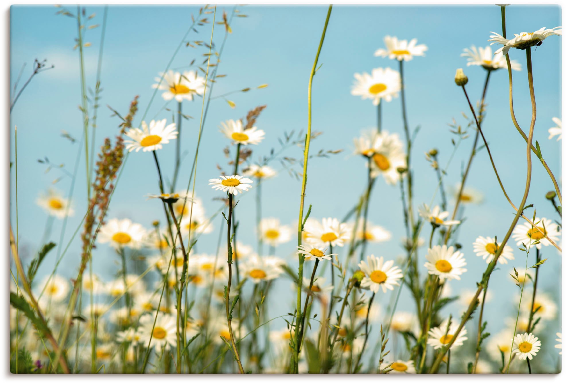 Artland Wandbild »Margeriten vor Sommer Himmel«, Blumenbilder, (1 St.), als günstig online kaufen