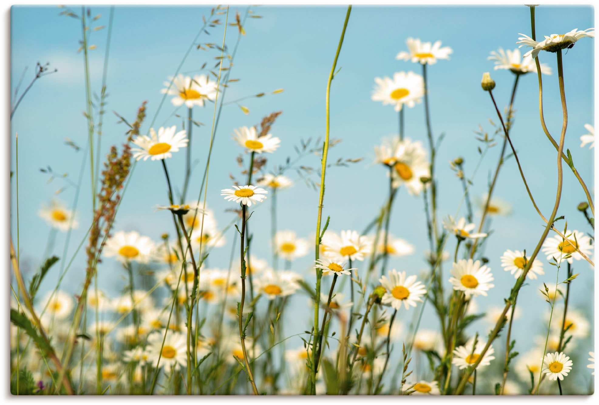 Artland Wandbild »Margeriten vor Sommer Himmel« Blumenbilder 1 Stk. tlg. al günstig online kaufen