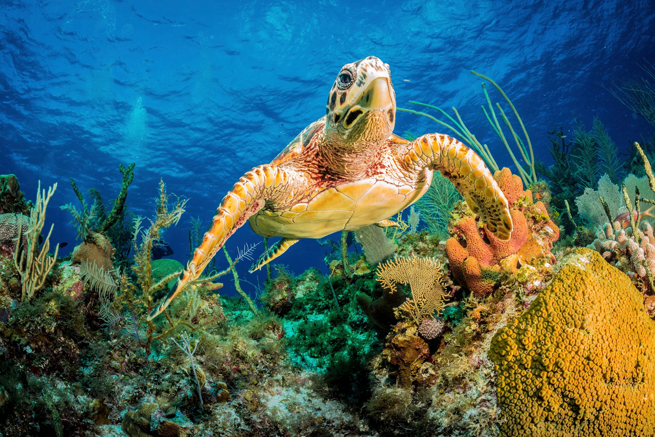 Papermoon Fototapete »JAN ABADSCHIEFF, HAWKSBILL TURTLE SCHWIMMEN DURCH KAR günstig online kaufen