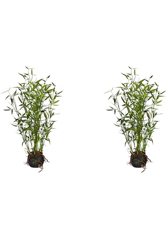 Creativ green Künstliche Zimmerpflanze »Bambus im Moosballen«, (2 St.) kaufen
