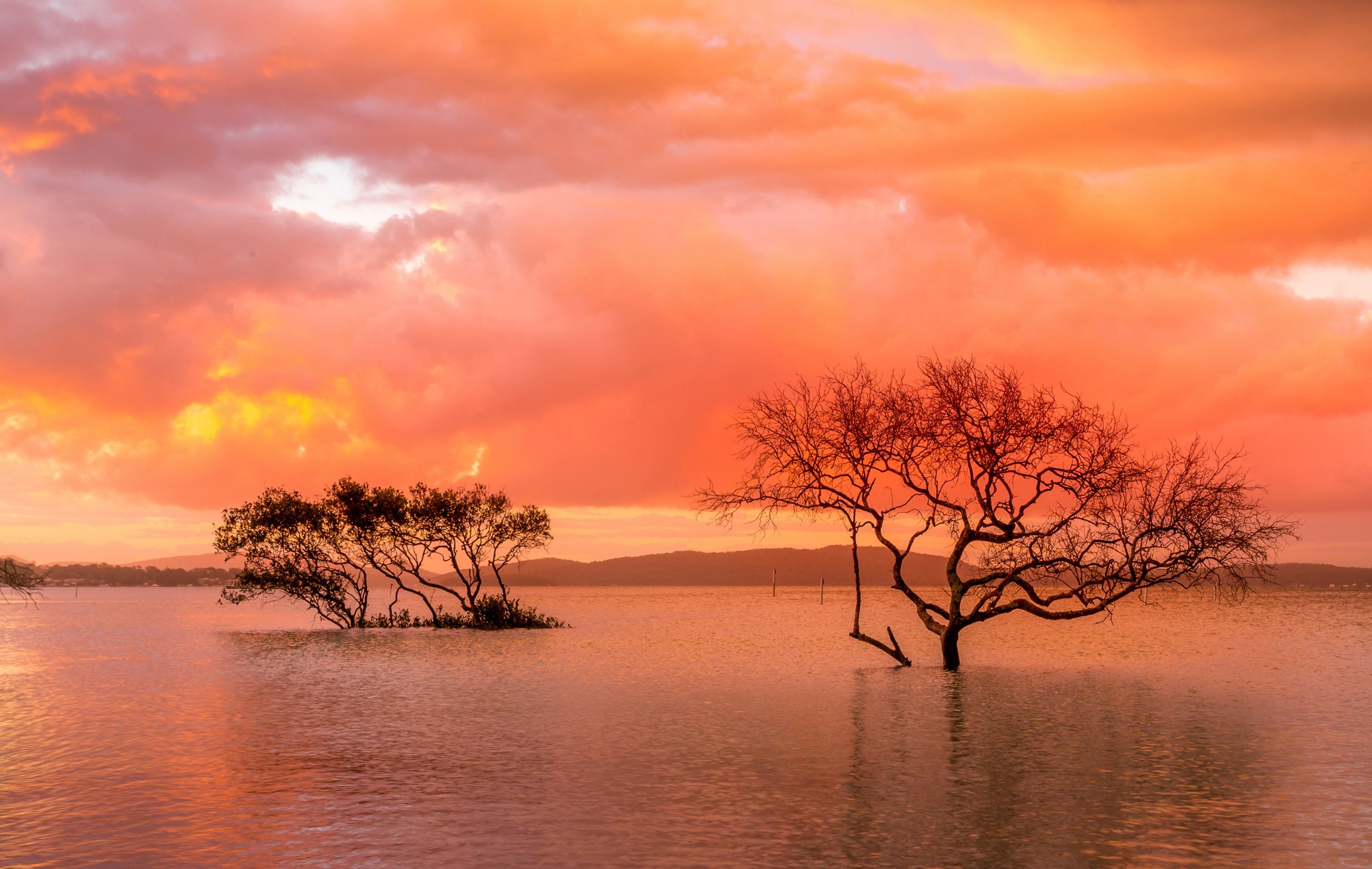 Papermoon Fototapete »MANGROVE-BÄUME WOLKEN GEBIRGE KÜSTE BLUMEN SONNE WALD günstig online kaufen