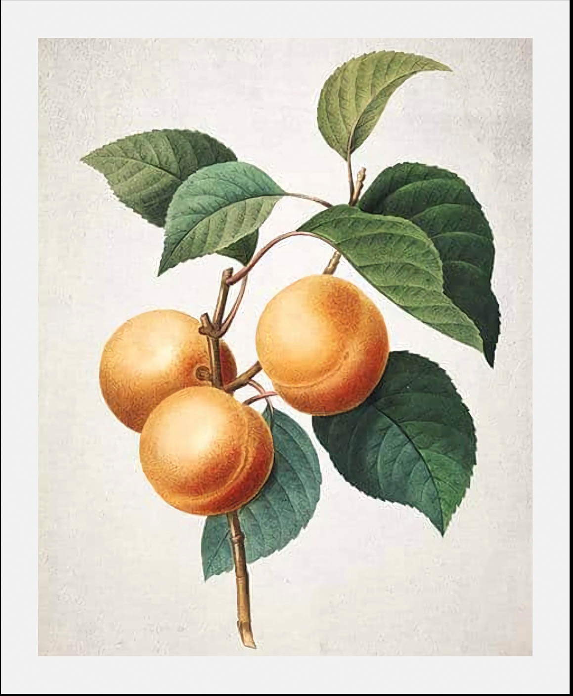 queence Bild »Orangenzweig«, Obst-Obst Bilder-Essen-Lebensmittel-Kunst-Ital günstig online kaufen