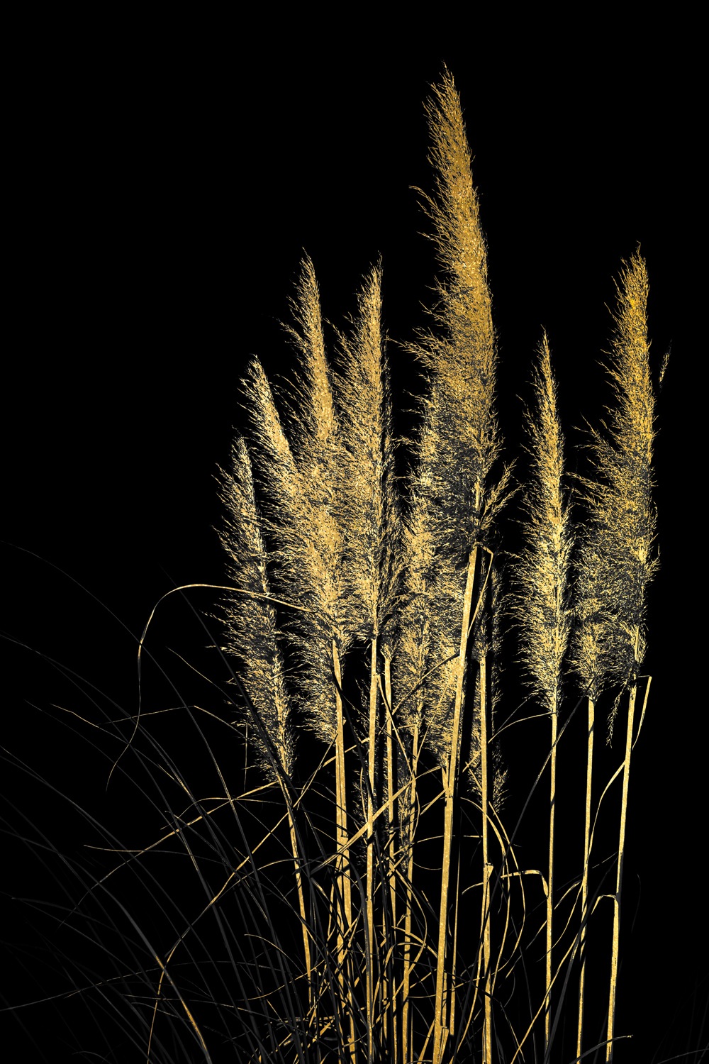 OTTO home Acrylglasbild »Pampas Gras - Acrylbilder mit Blattgold veredelt« günstig online kaufen