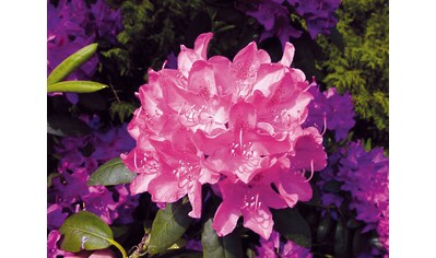 BCM Hecken »Rhododendron 'Roseum Elegans'«, (1 St.), Höhe: 10-15 cm, 1 Pflanze kaufen
