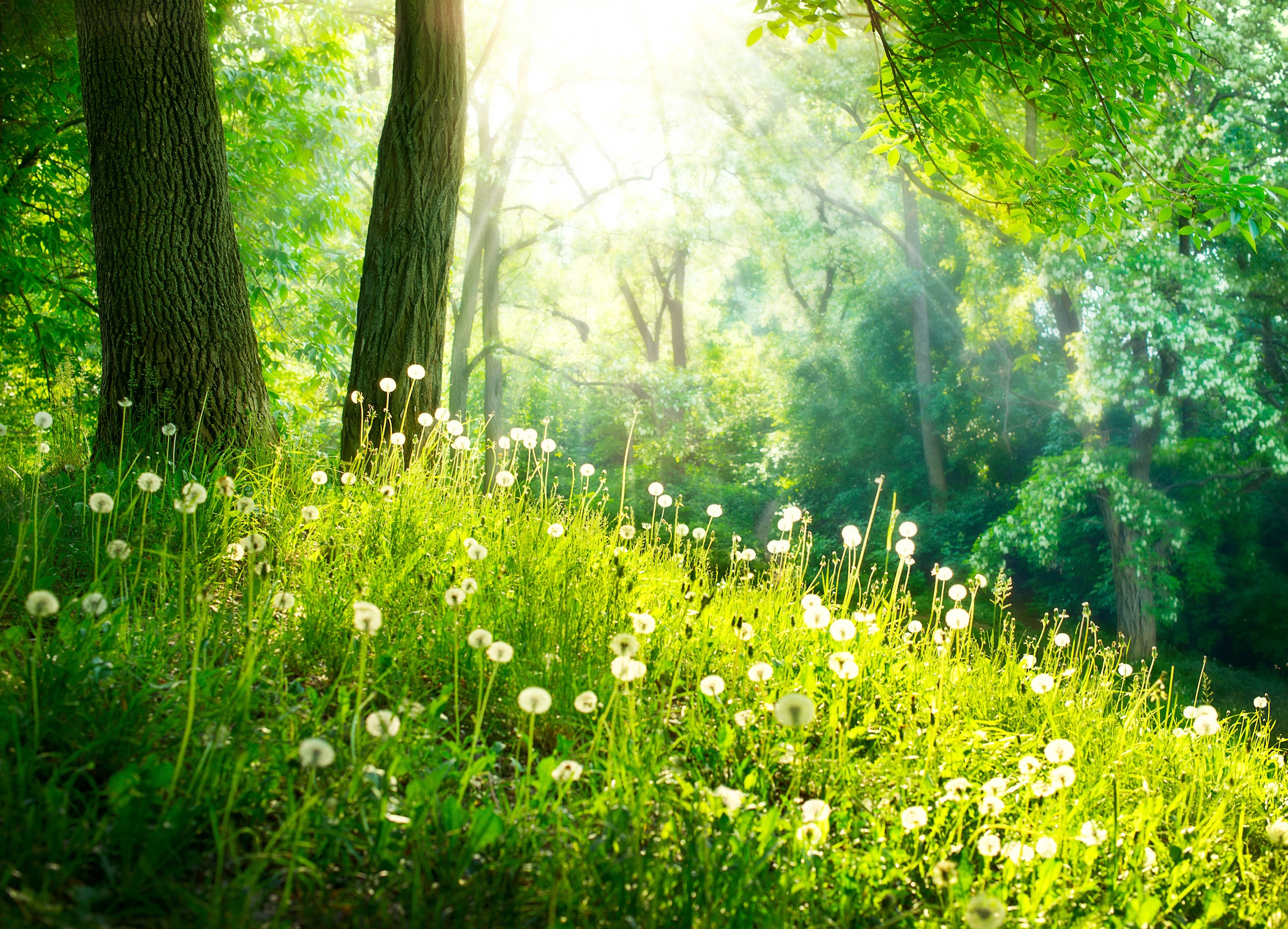 Papermoon Fototapete »Green Grass and Trees« günstig online kaufen