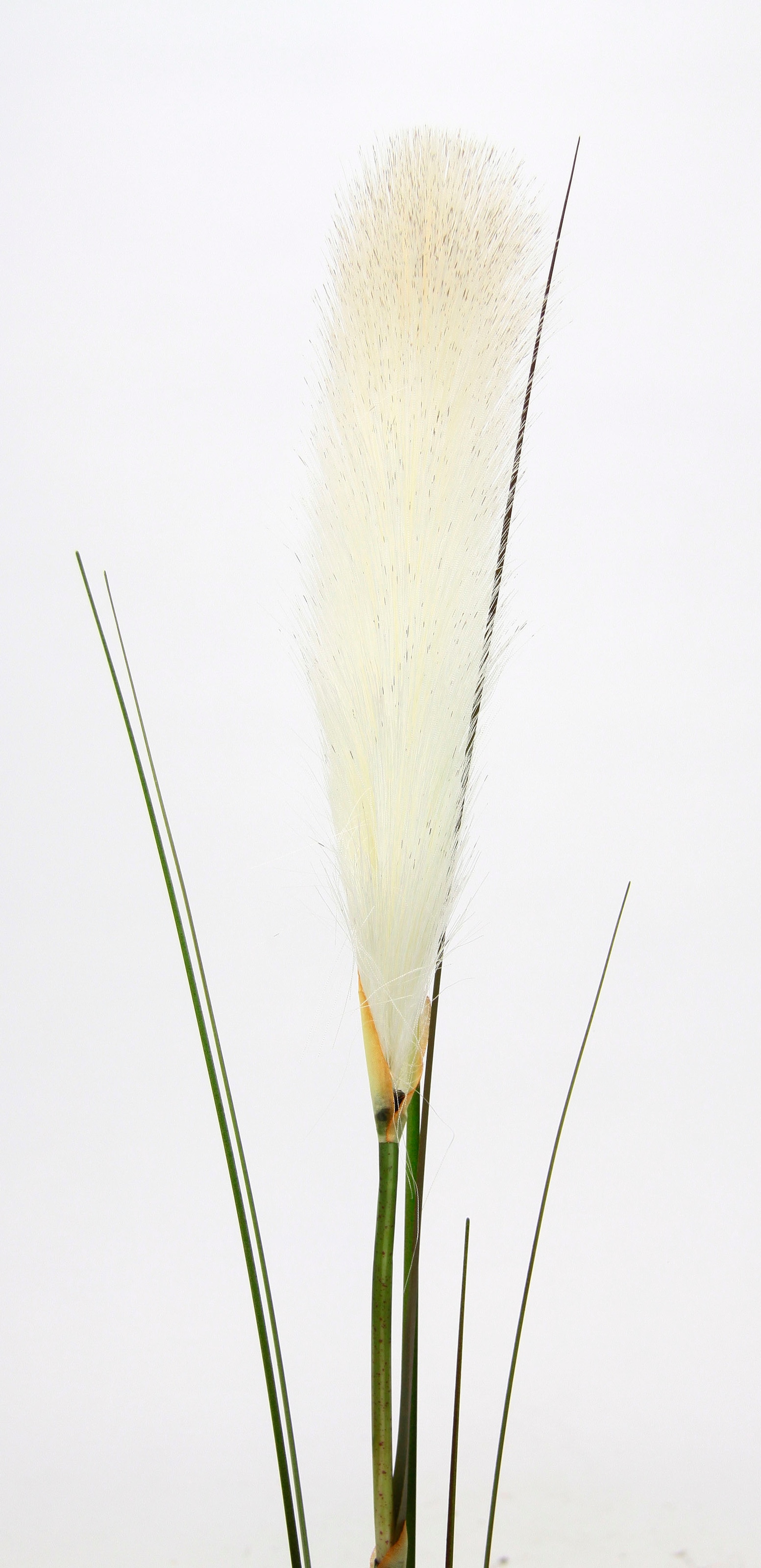 I.GE.A. Kunstpflanze »Pampas«, Pampasgras, Boho, 2er Set