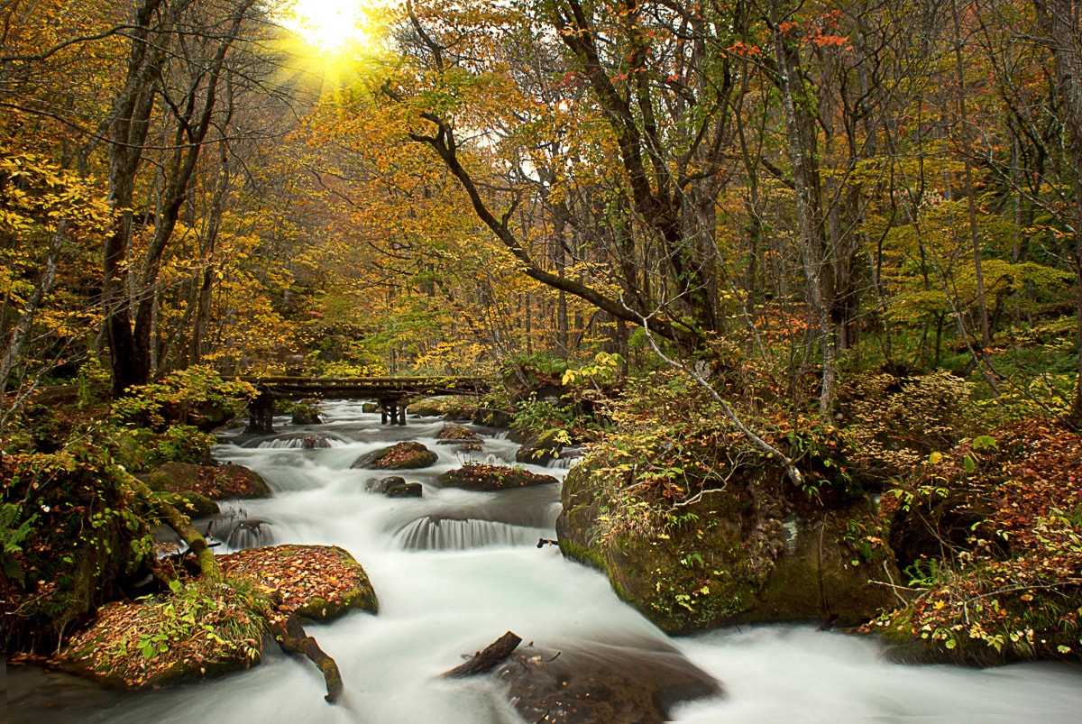 Papermoon Fototapete »WALD-NATUR BÄUME WASSERFALL DSCHUNGEL HERBSTLANDSCHAF günstig online kaufen