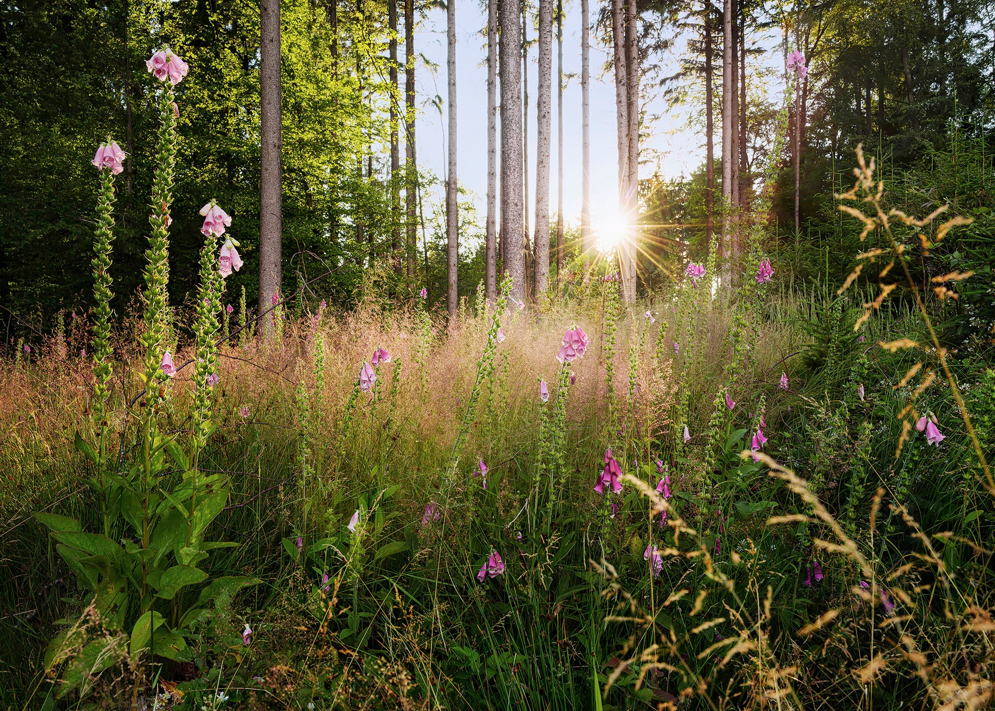 Komar Fototapete Summer Glade Wald B/L: ca. 350x250 cm günstig online kaufen