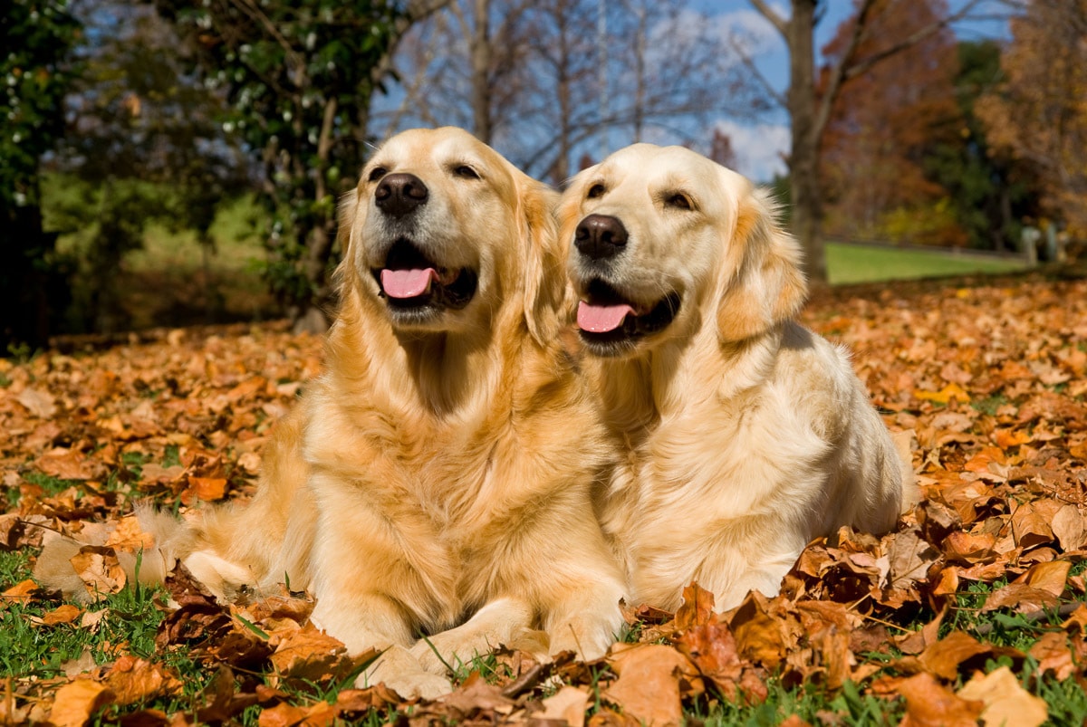 Papermoon Fototapete »Golden Retriever« günstig online kaufen