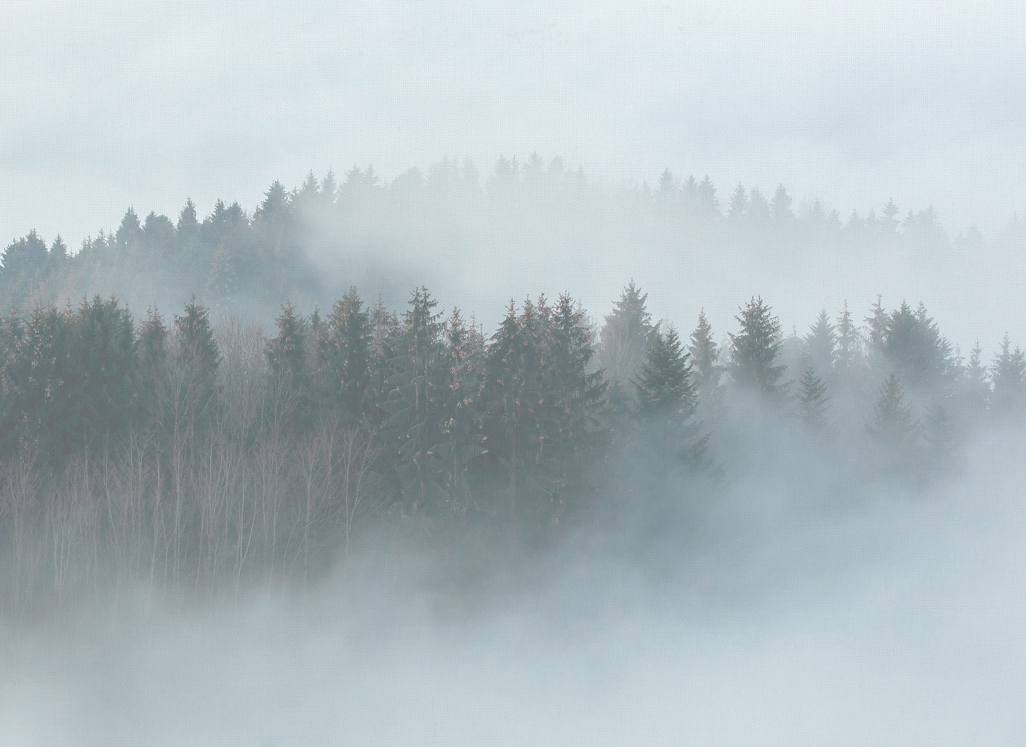 Fototapete Landschaft Wald Grün Grau Braun 3,50 m x 2,55 m FSC® günstig online kaufen